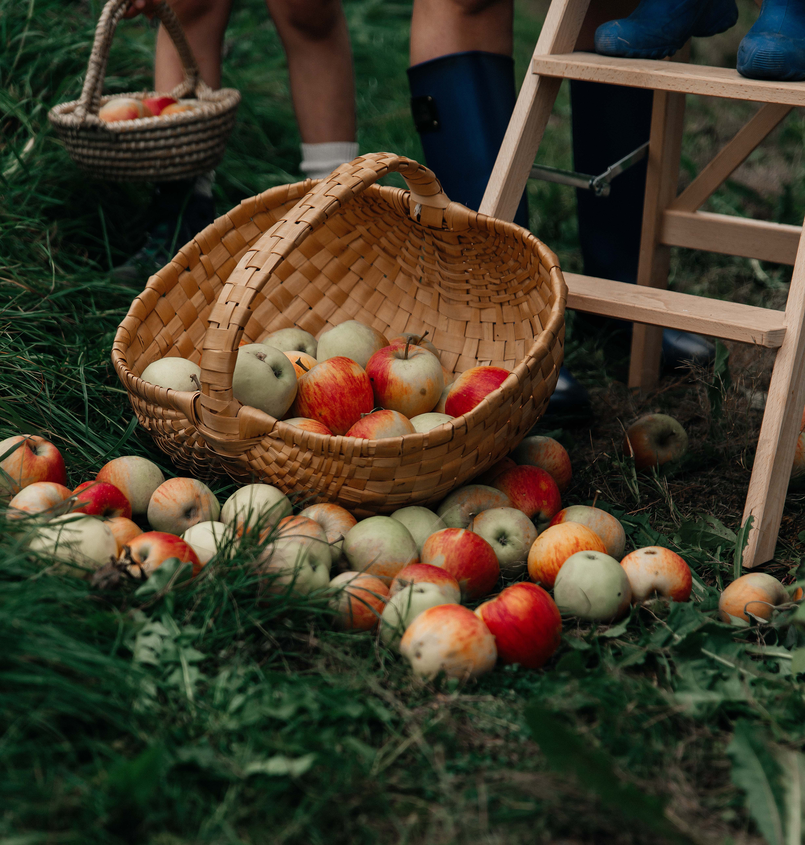 Apfelgarten. Maria Langlitz Photography