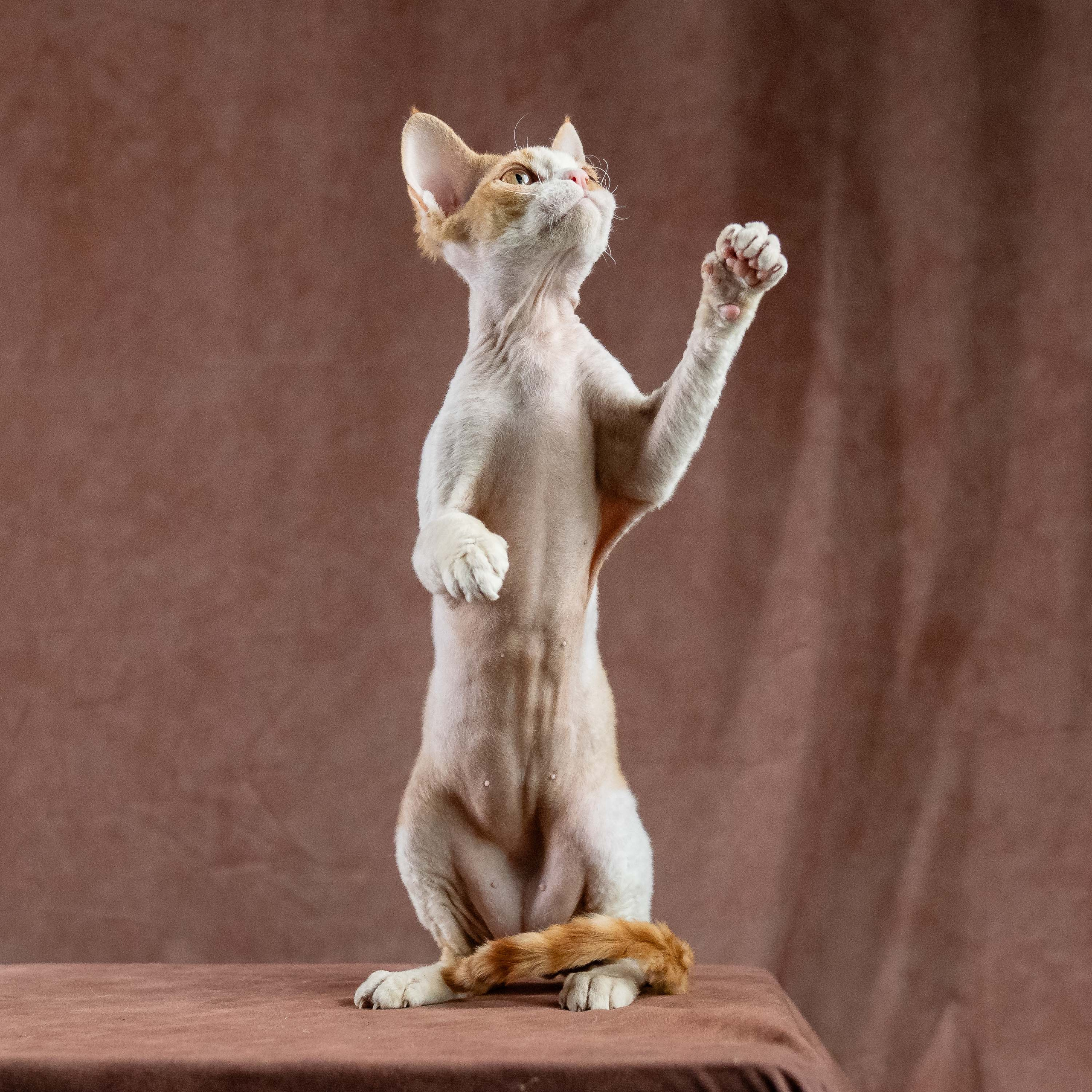 Nika. Devon Rex Pixie Cattery