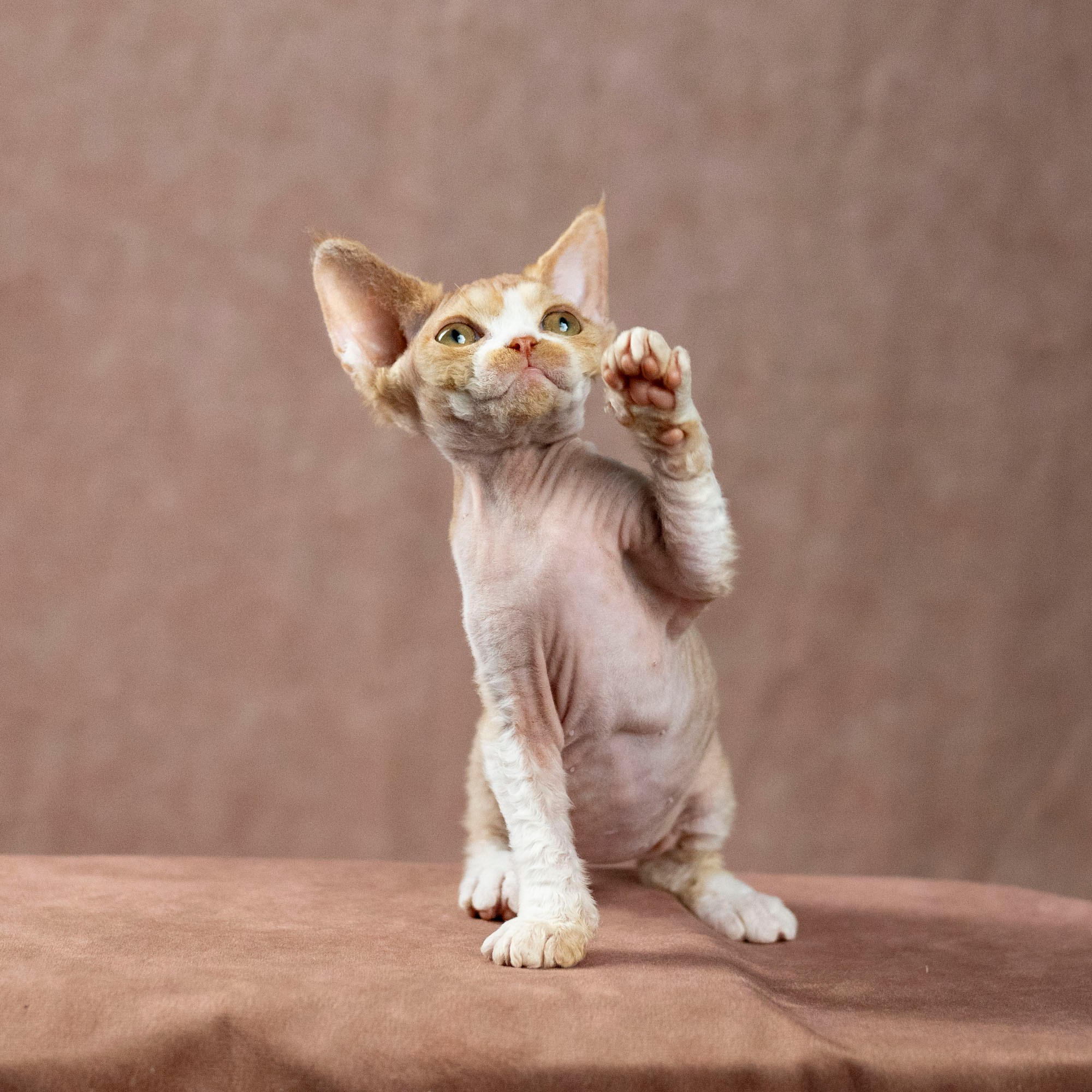 Dobby, boy. Devon Rex Pixie Cattery