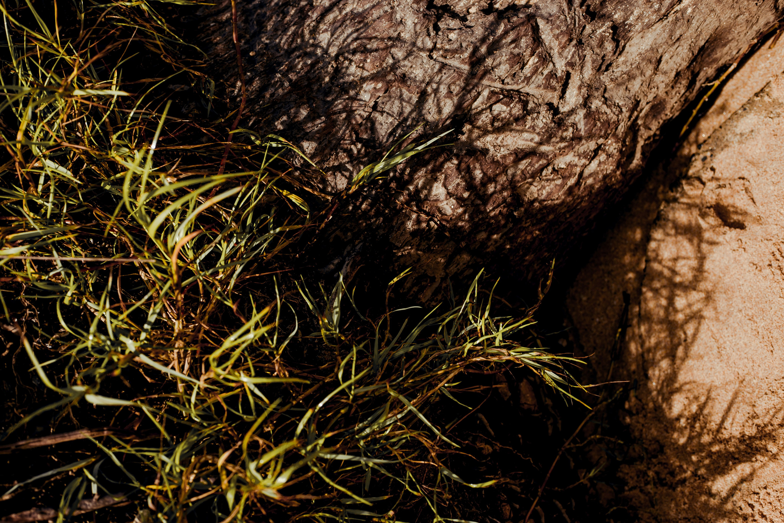 Sri Lanka. Art Photographer