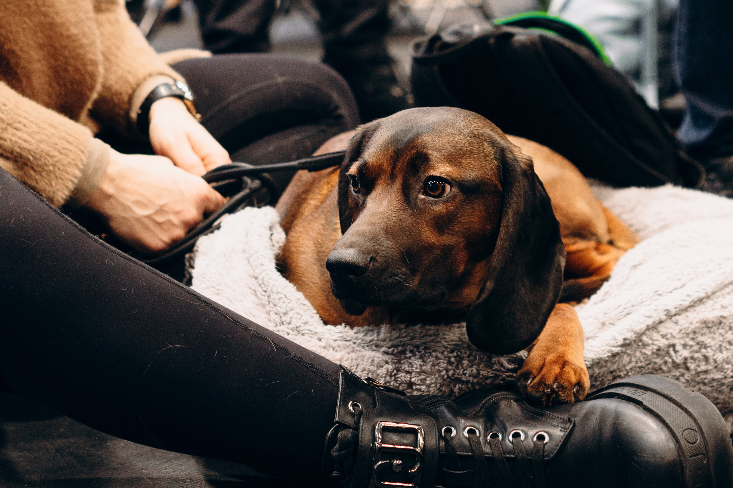 Pärnu dog weekend photo report. Kat Laisaar — Pet photographer in Tallinn