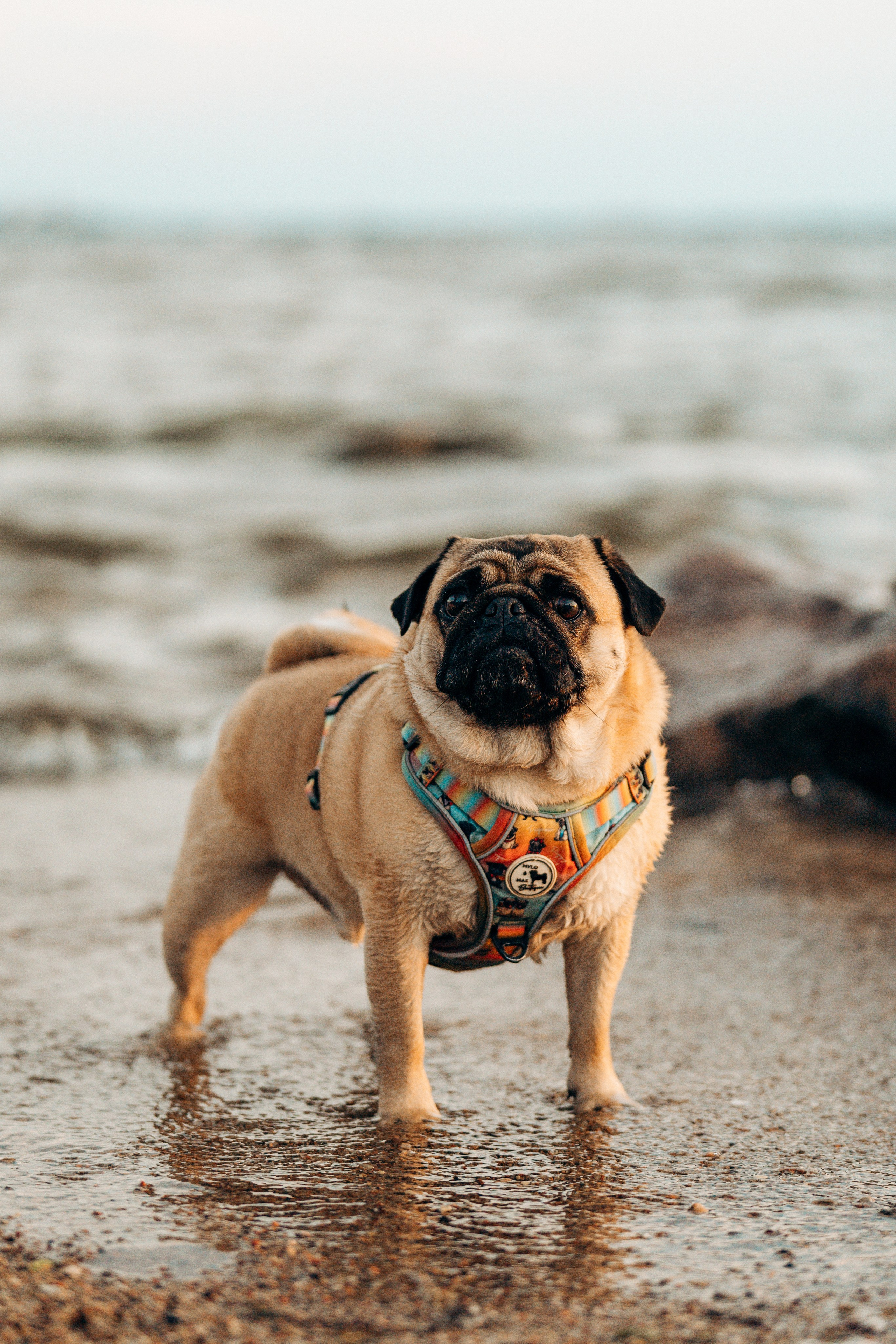 Frank, Tony, Katerina & Lev. Kat Laisaar — Pet photographer in Tallinn