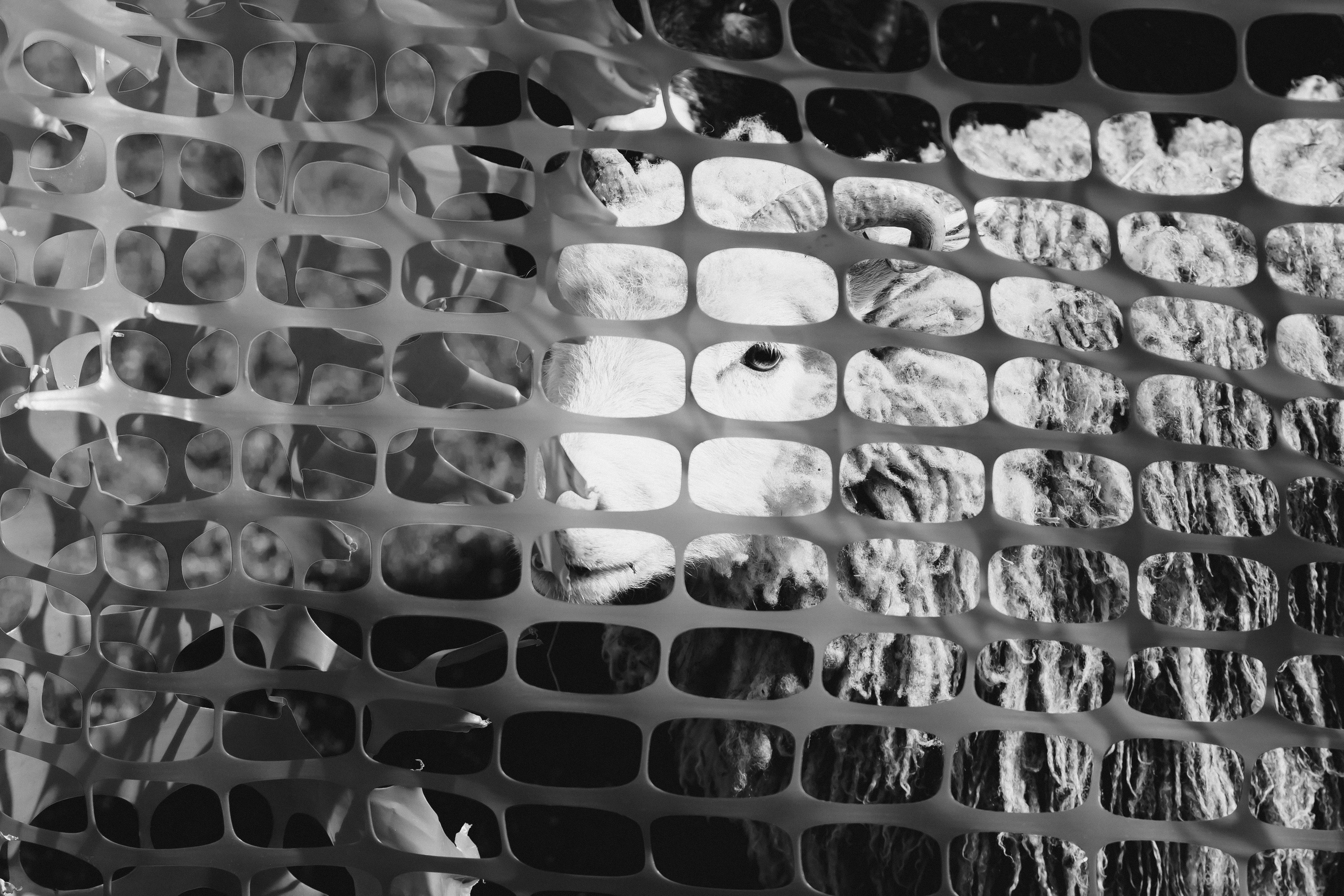 Herding Days, 26 apr. 2025. Kat Laisaar — Pet photographer in Tallinn