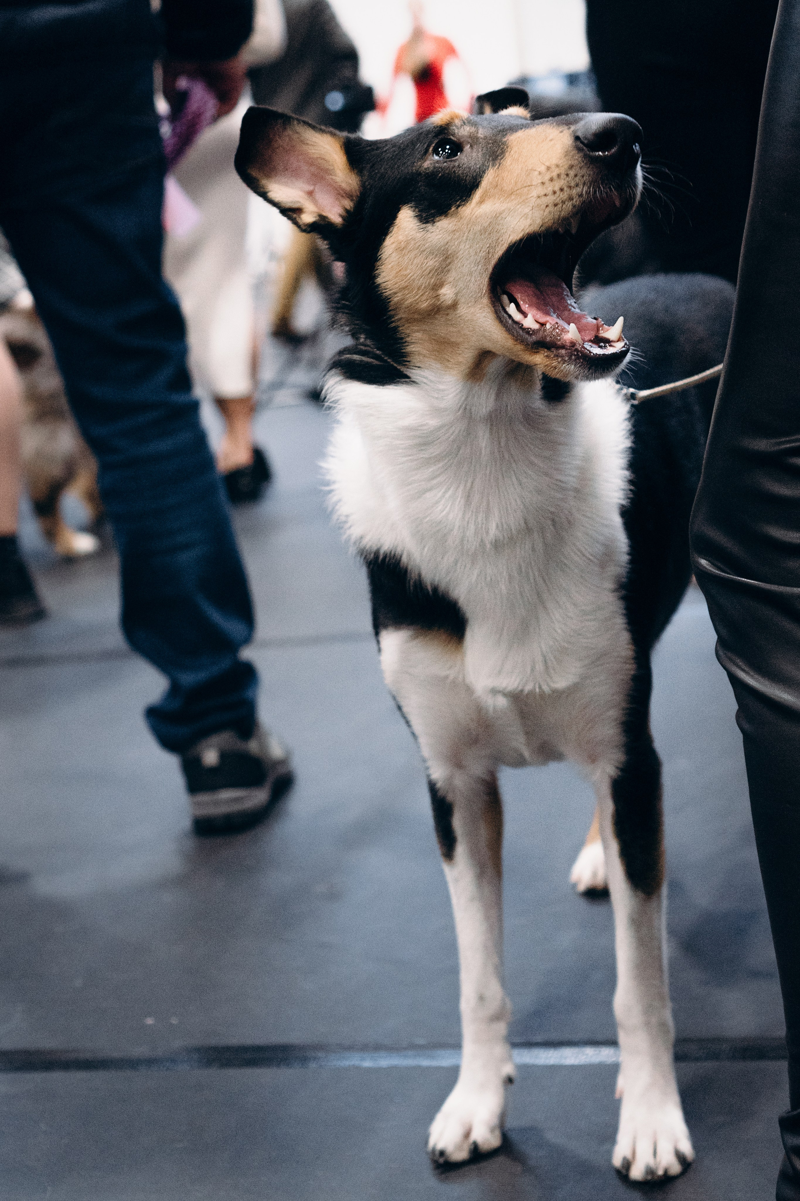 Pärnu dog weekend photo report. Kat Laisaar — Pet photographer in Tallinn