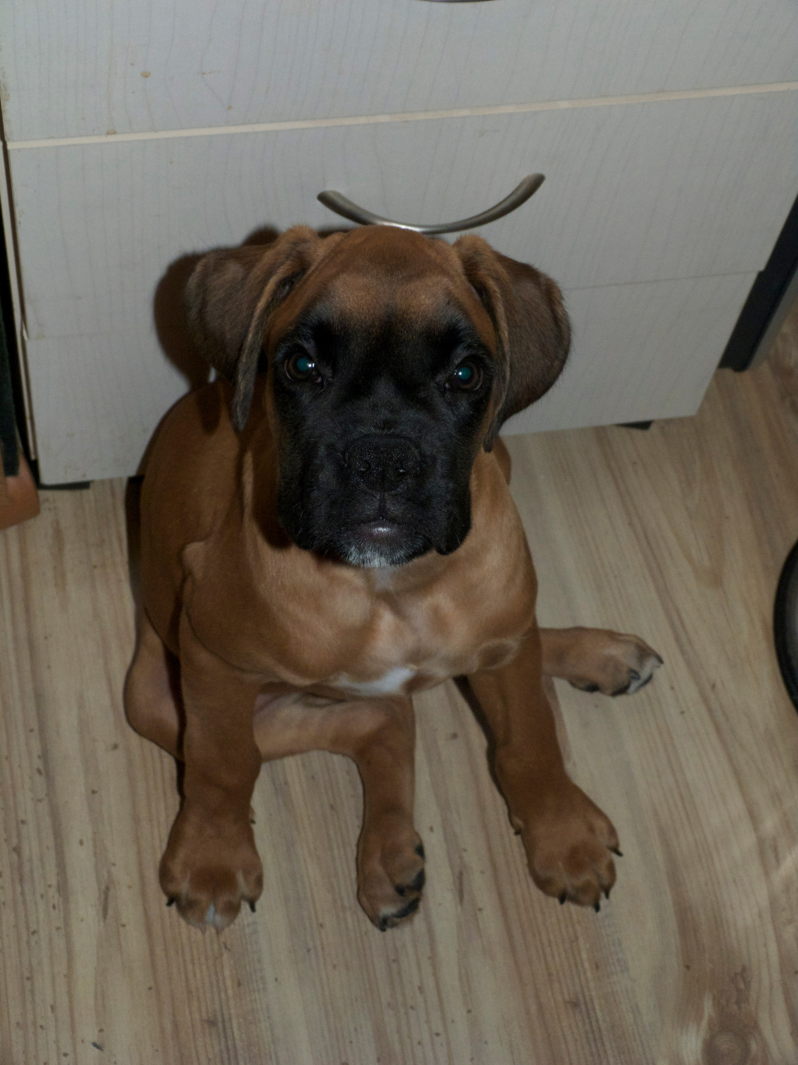 My ״Star״ Boxer Dog