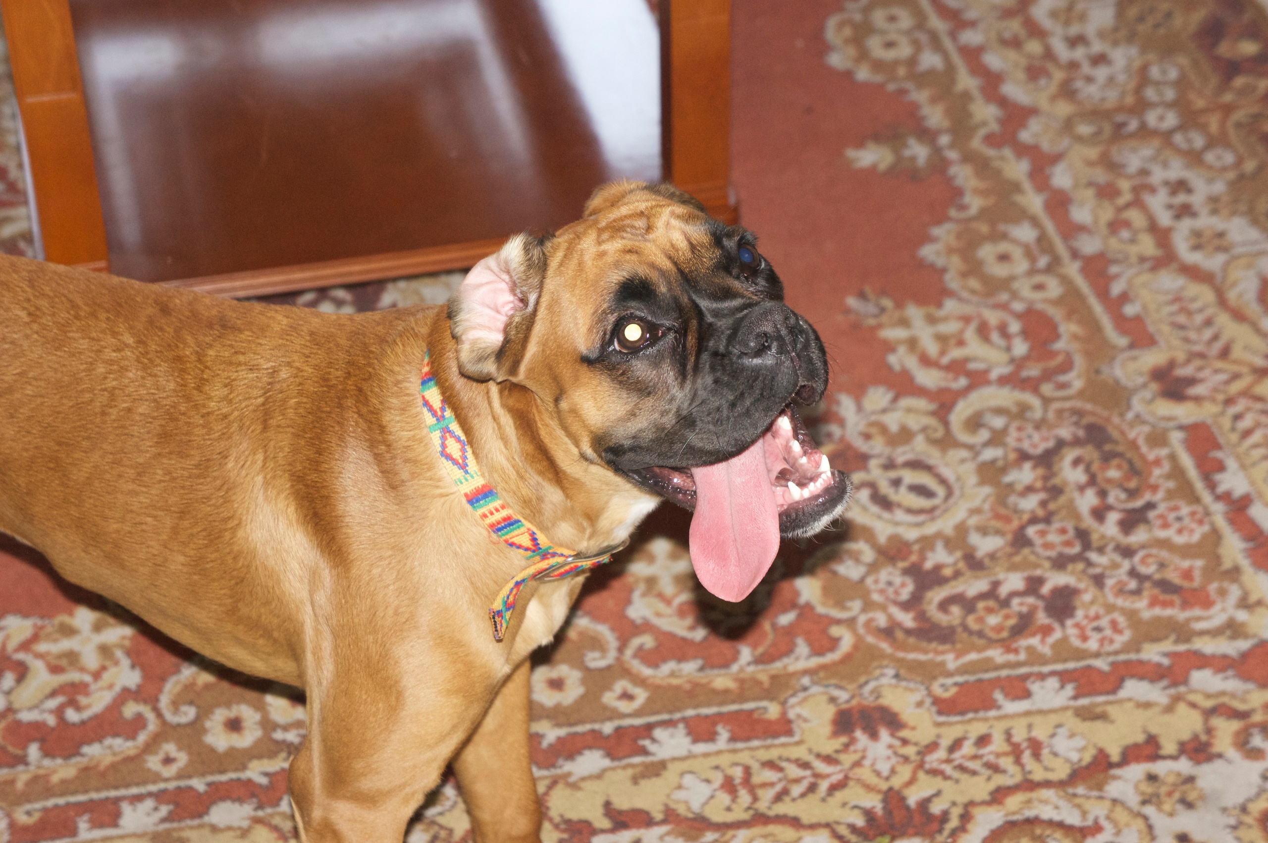 My ״Star״ Boxer Dog