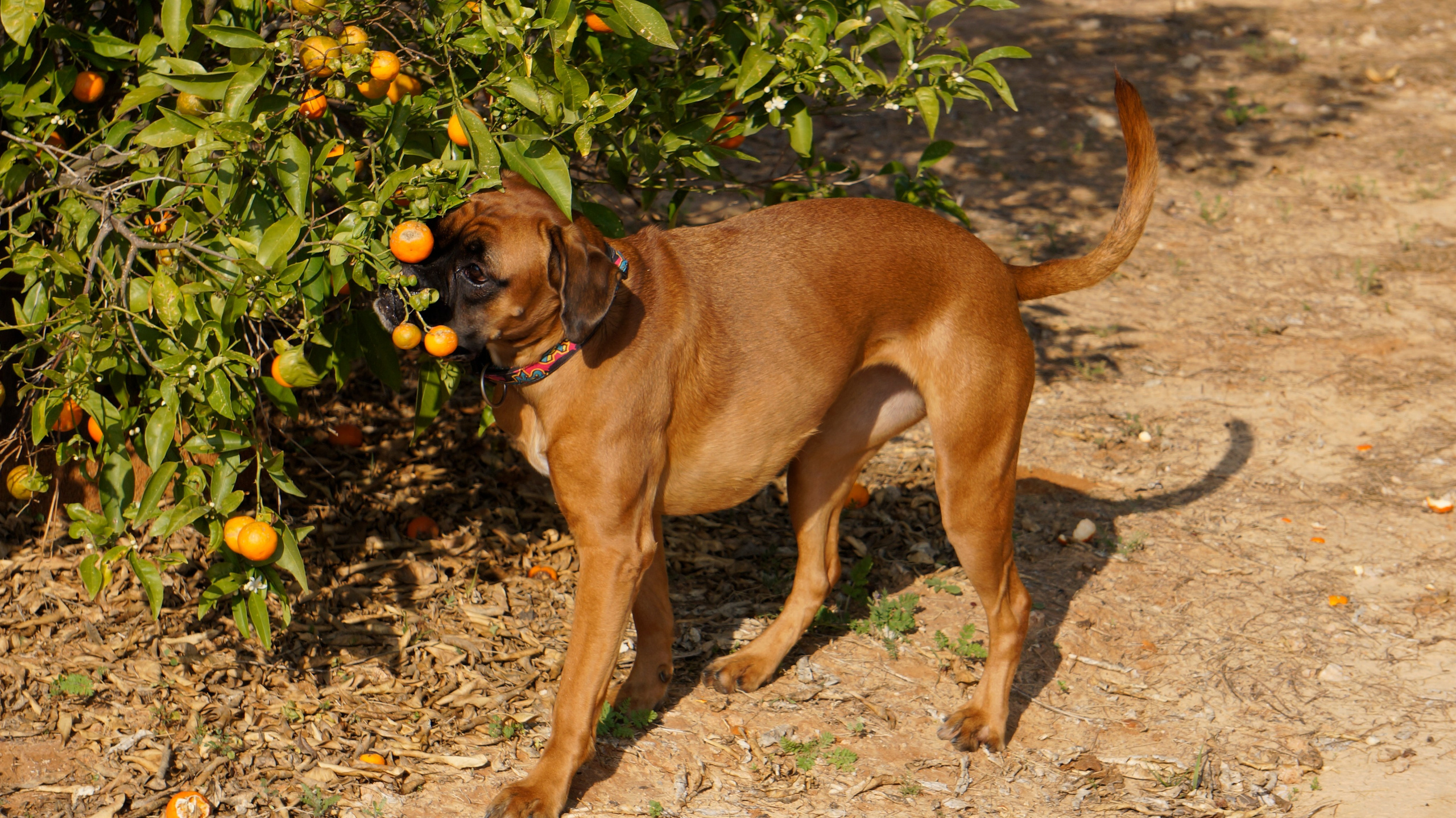 My ״Star״ Boxer Dog