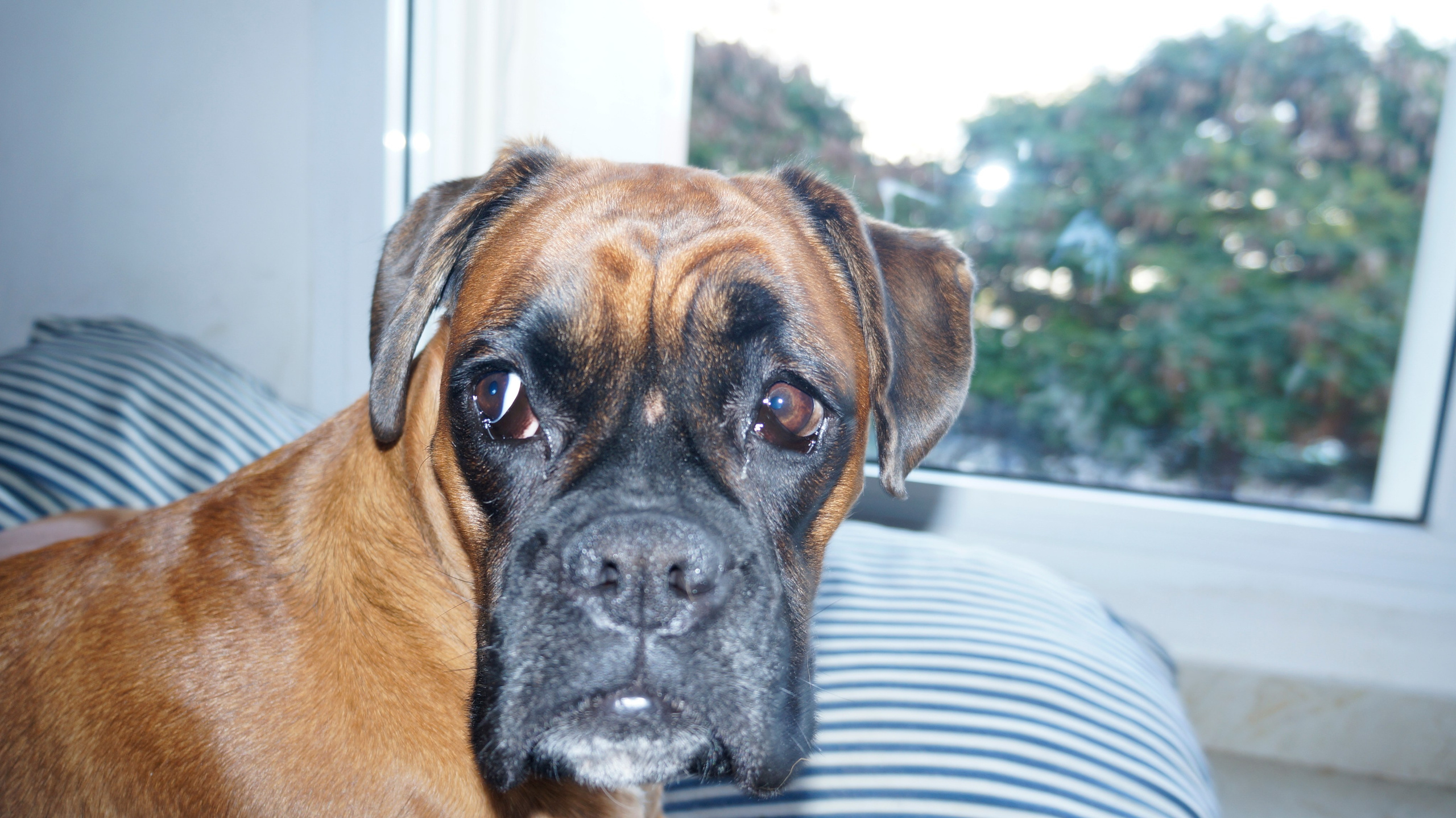 My ״Star״ Boxer Dog