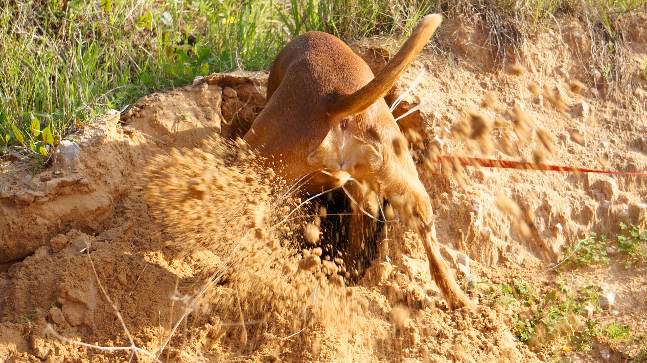 My ״Star״ Boxer Dog