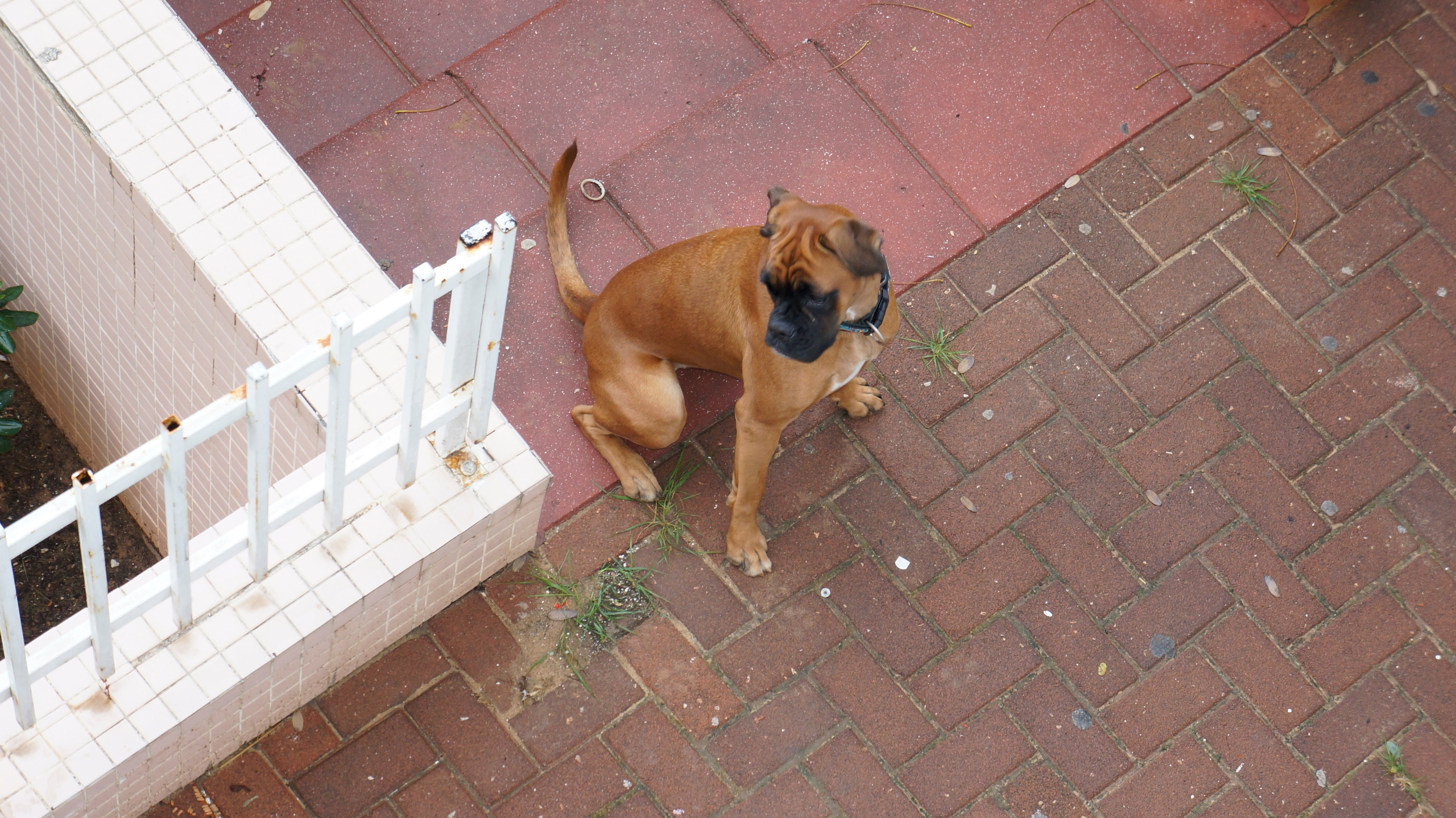 My ״Star״ Boxer Dog