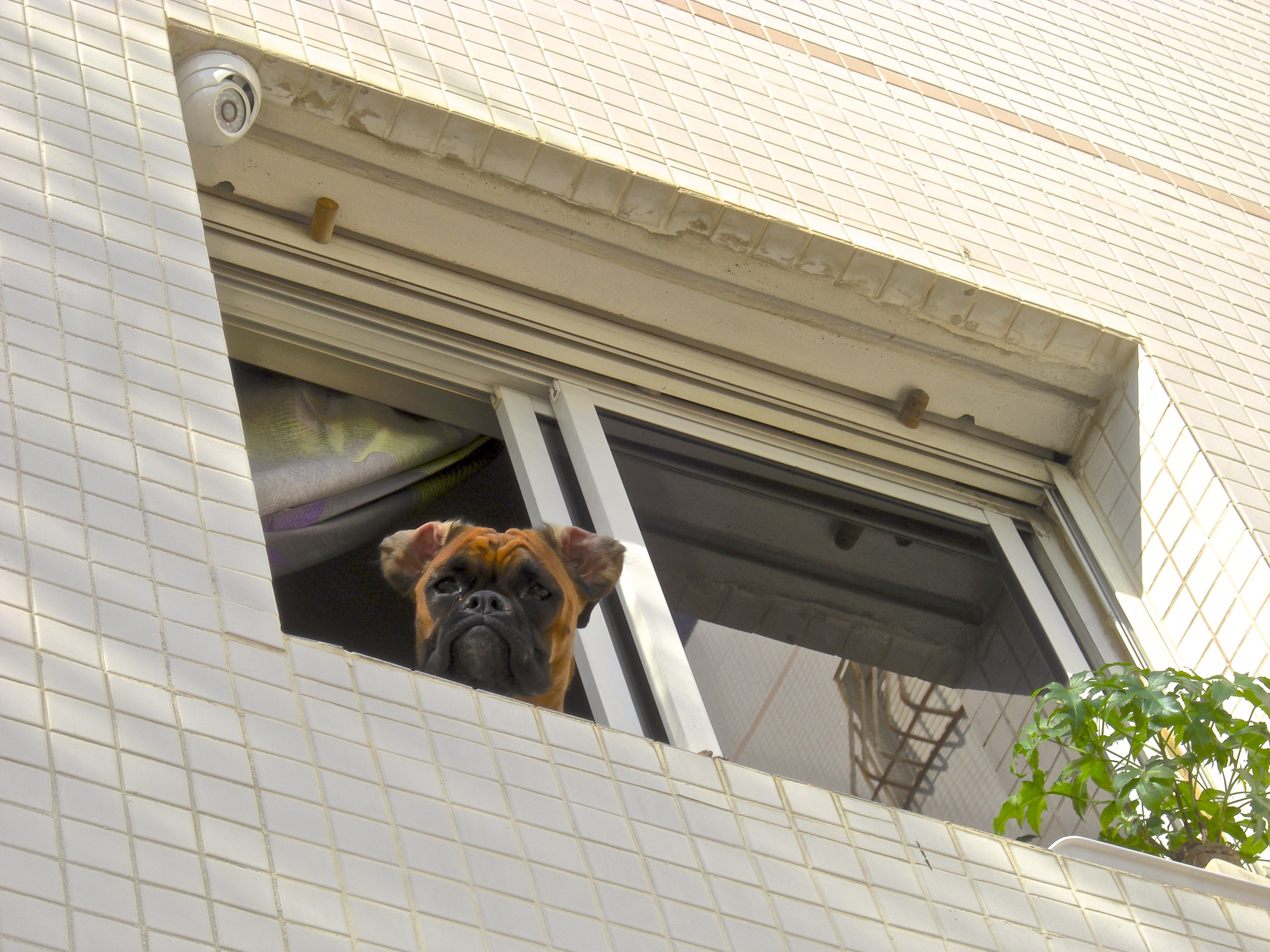 My ״Star״ Boxer Dog