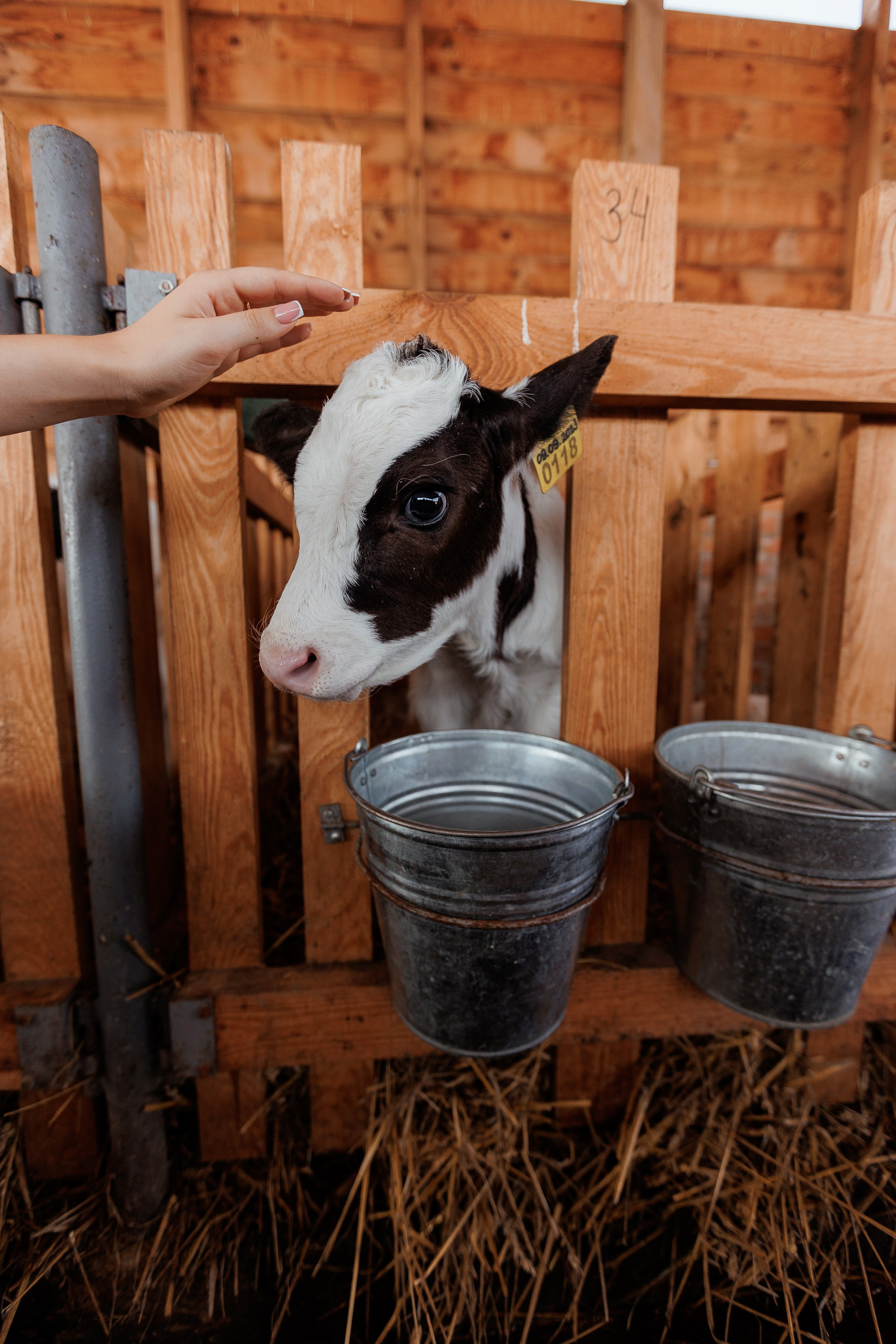 Екопарк Аміла. Ірина Терещук