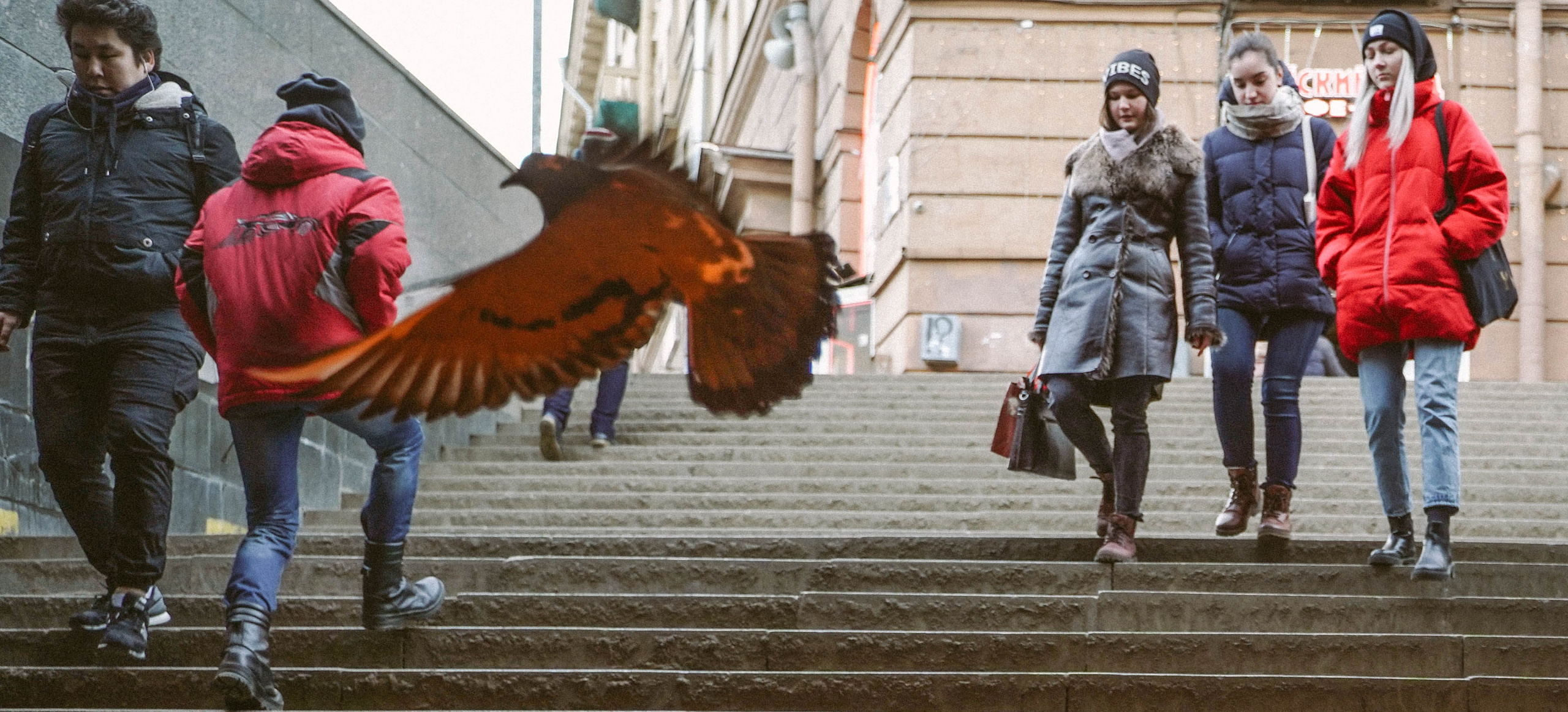 Пернатый психоз. Стрит-фотография, полная абсурда, идиотизма и красоты
