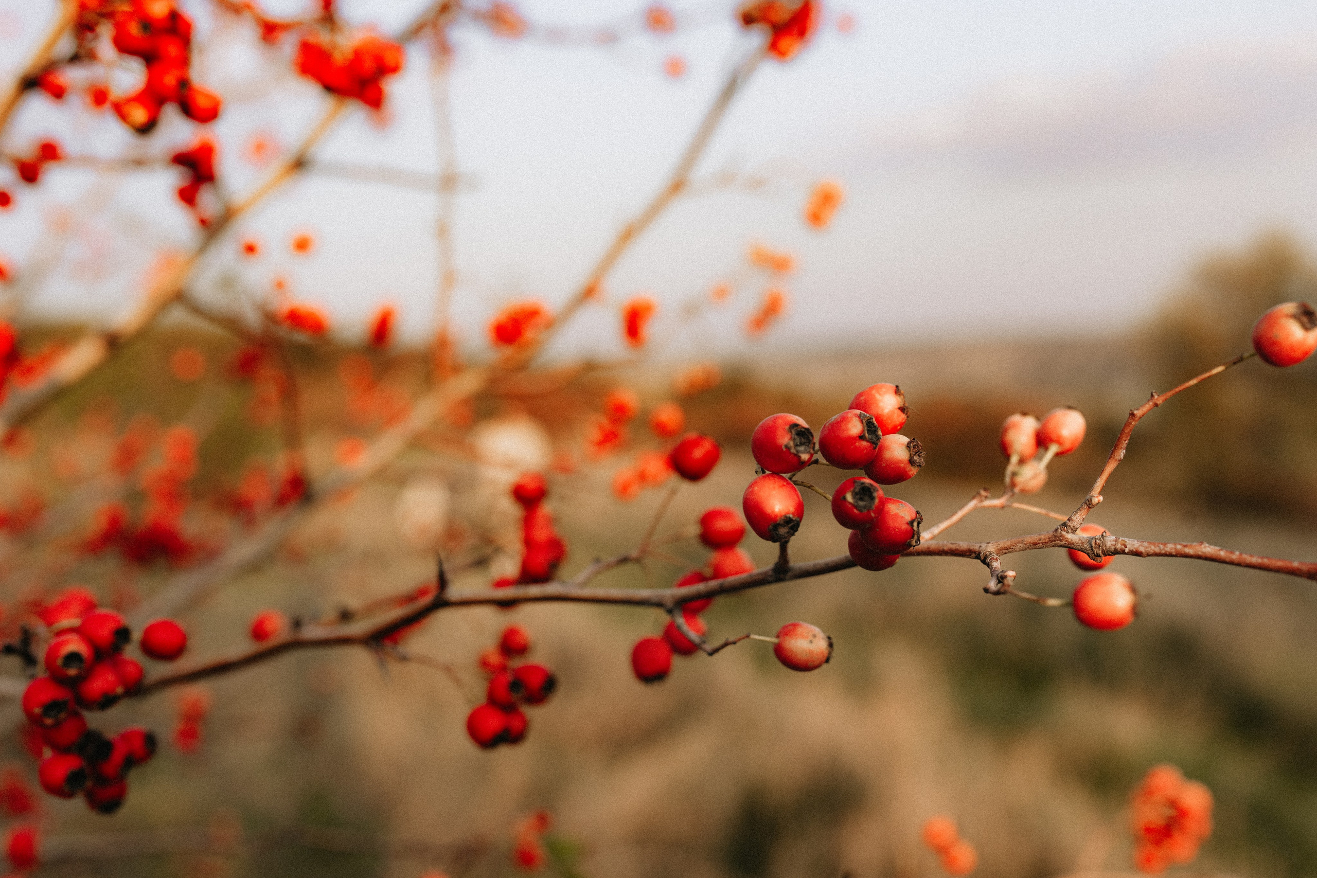 Celine’s first birthday. Tania Gandrabur, photographer in West Midlands, England