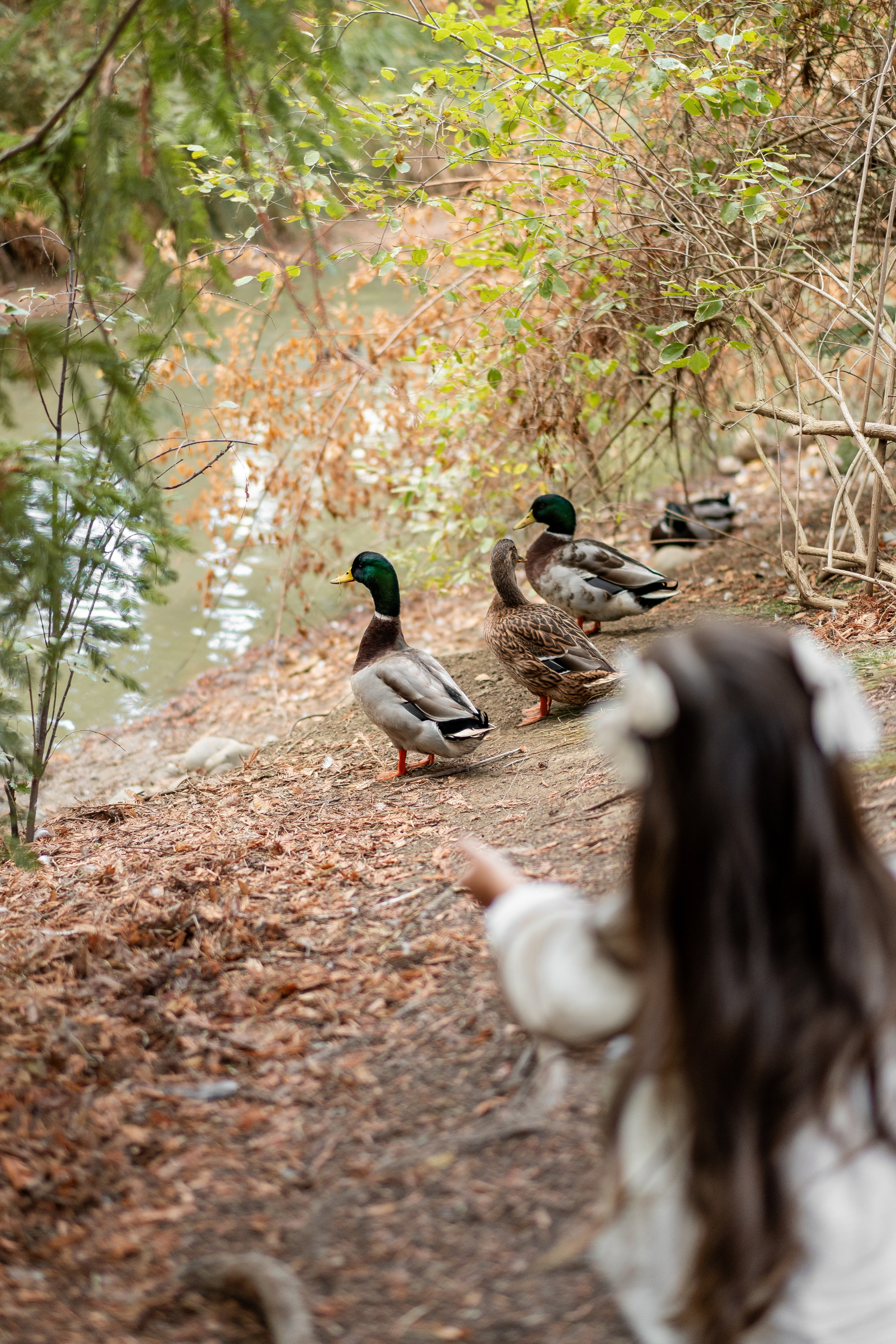 Mikhailov family. Family photographer in Sacramento | Sofia Pavenko