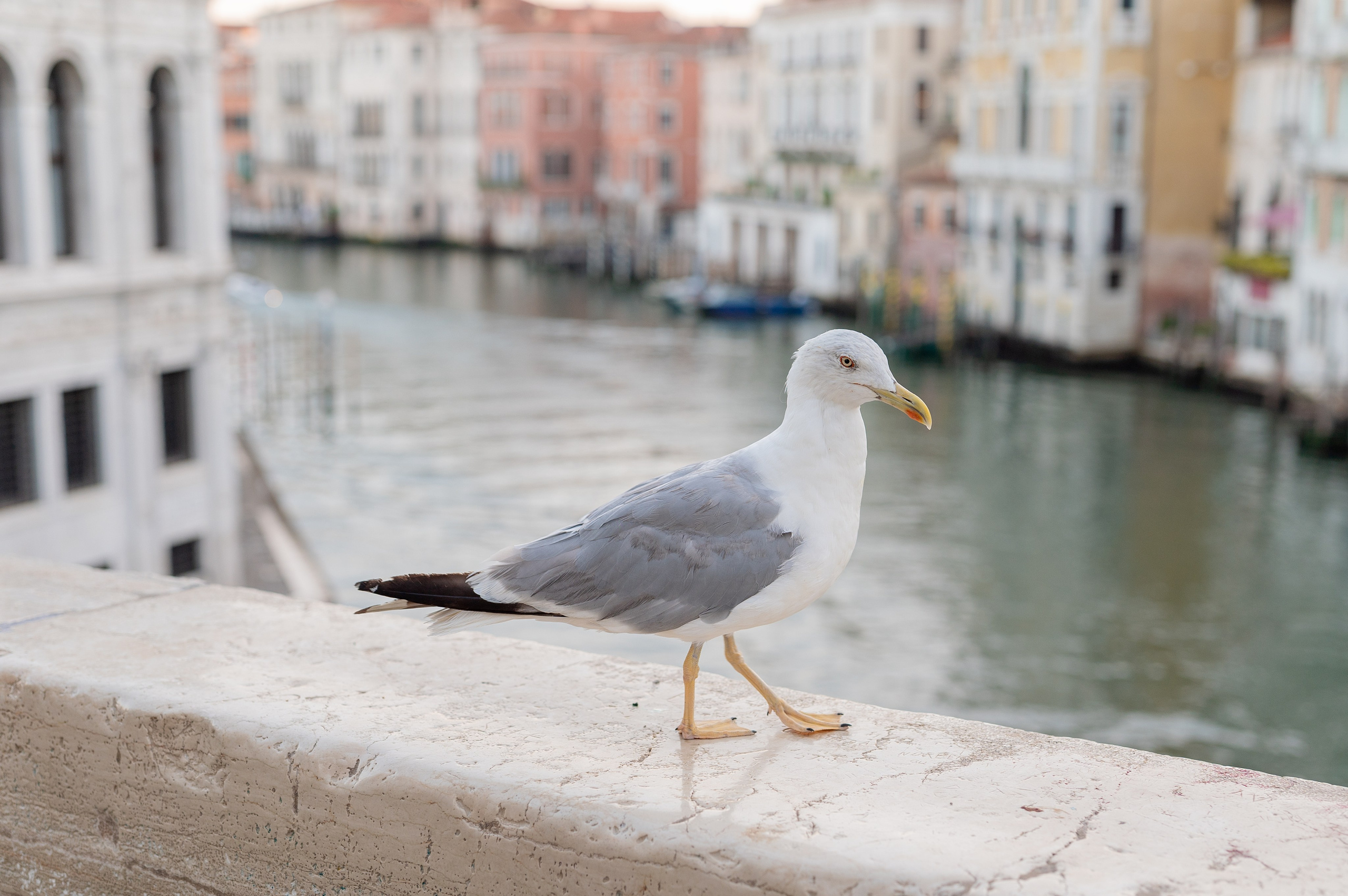 Angelica&Abraham 20th Wedding Anniversary. Photographer in Venice Anna Terzi