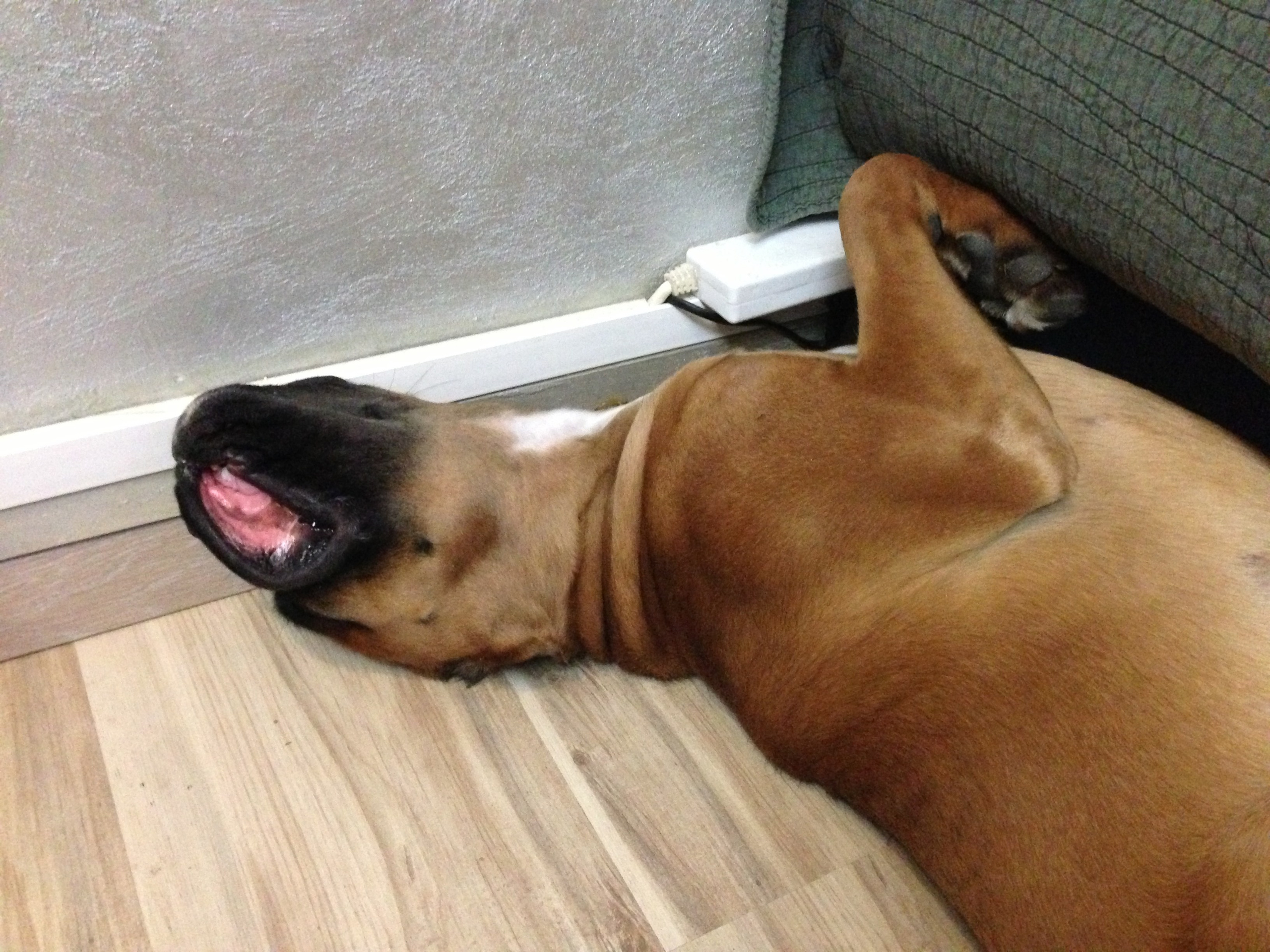 My ״Star״ Boxer Dog