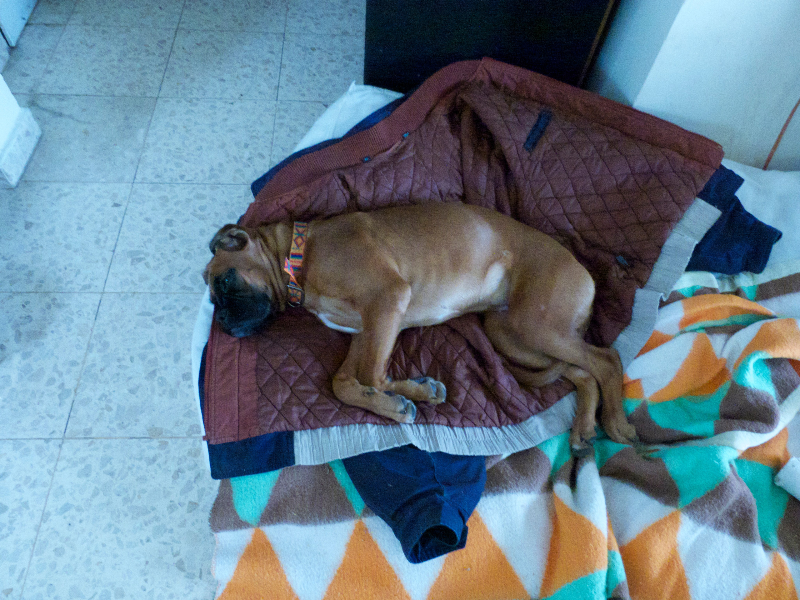 My ״Star״ Boxer Dog