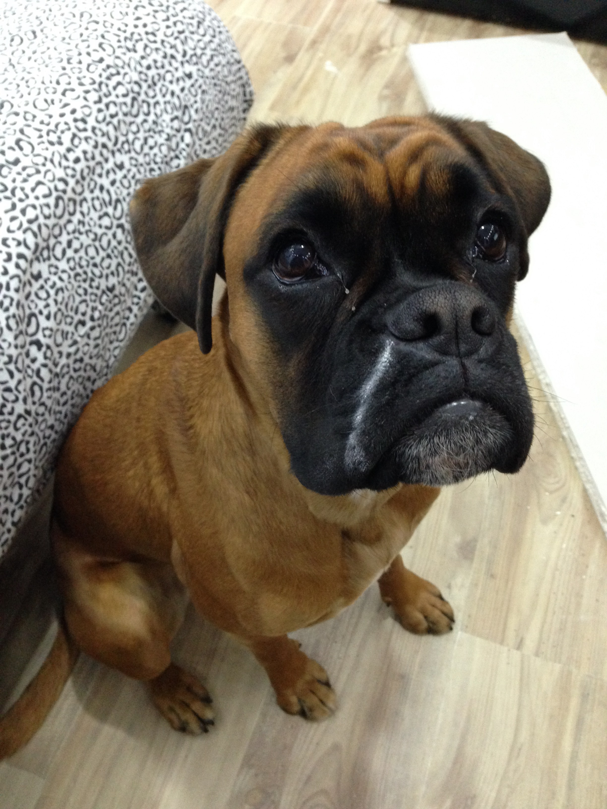 My ״Star״ Boxer Dog