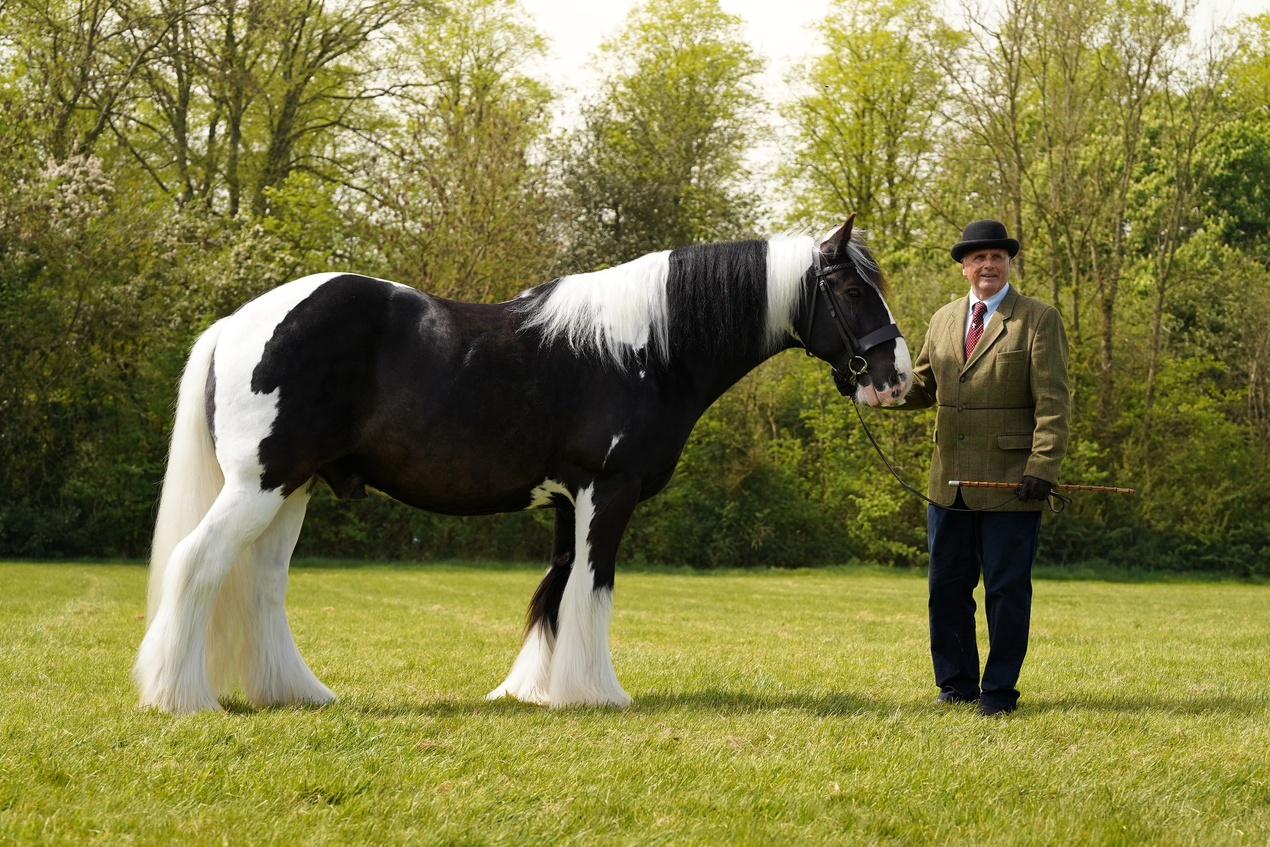 Showing. Leicestershire Equine Photography by El | Authentic Equine Portraits & Events