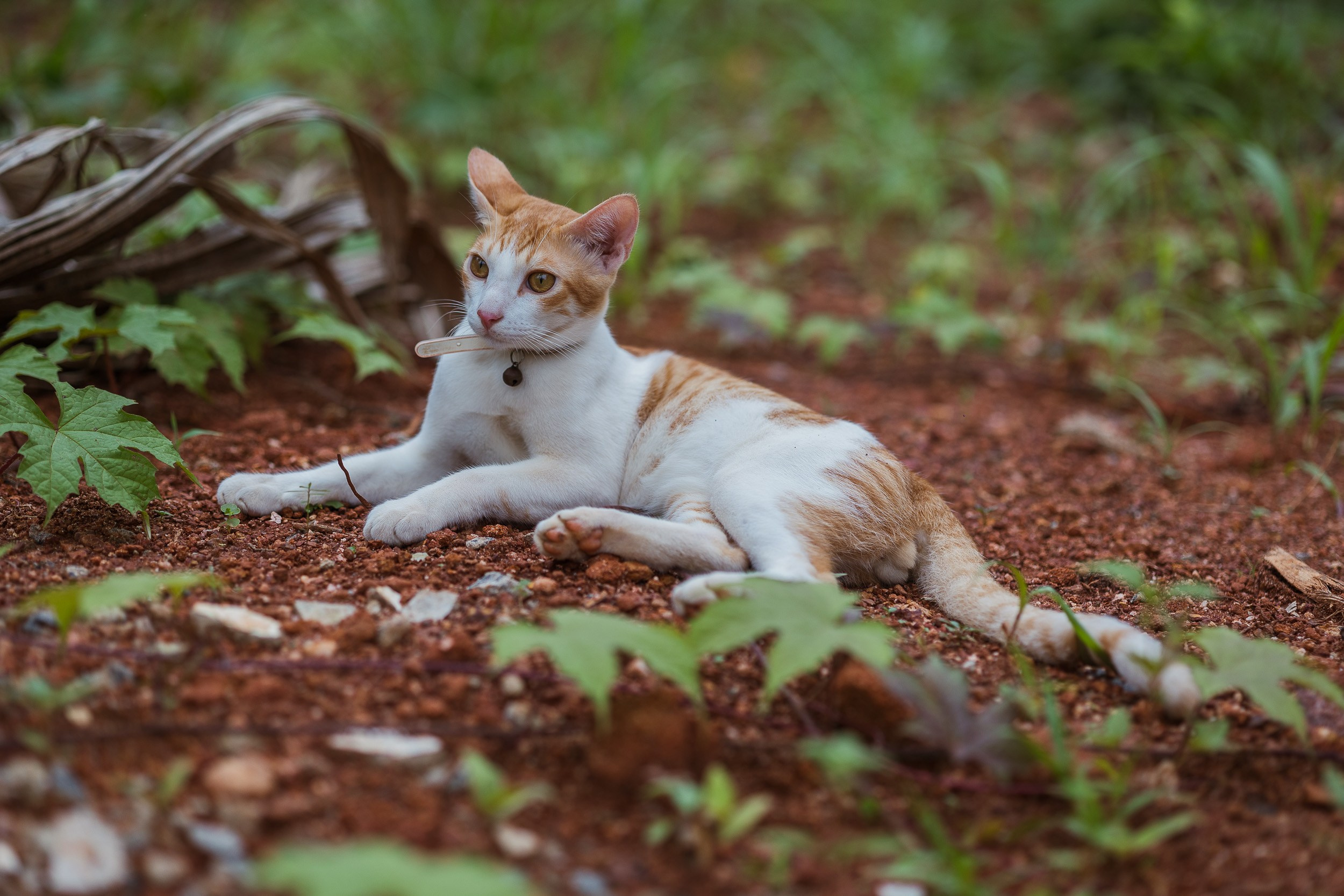 Pet photography. Portrait Photographer in Bangalore | ONEIRO by Anbu Jawahar