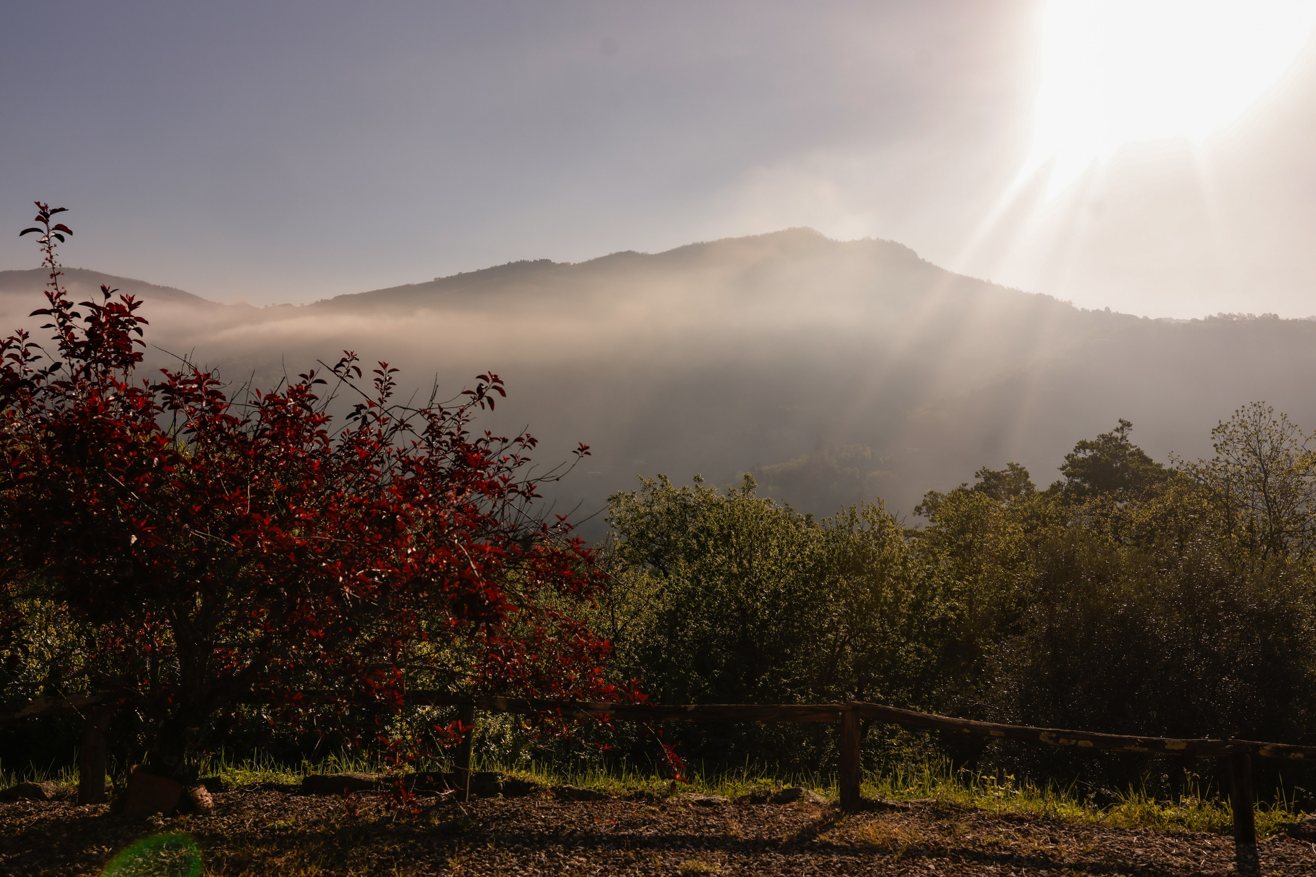 Golden Days in Tuscany. Photographer Co Dublin, Balbriggan — Agata Maliseva