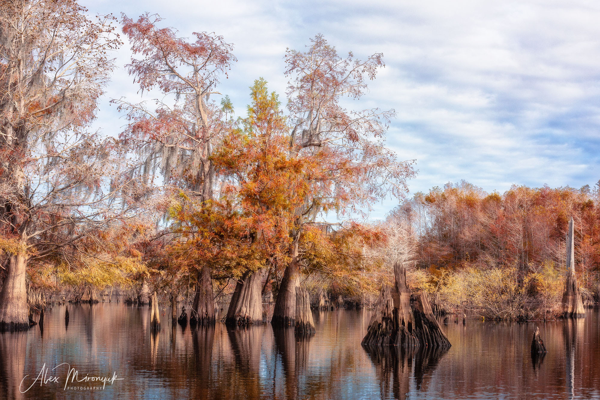 North Florida Cypress Swamps. Alex Mironyuk Photography