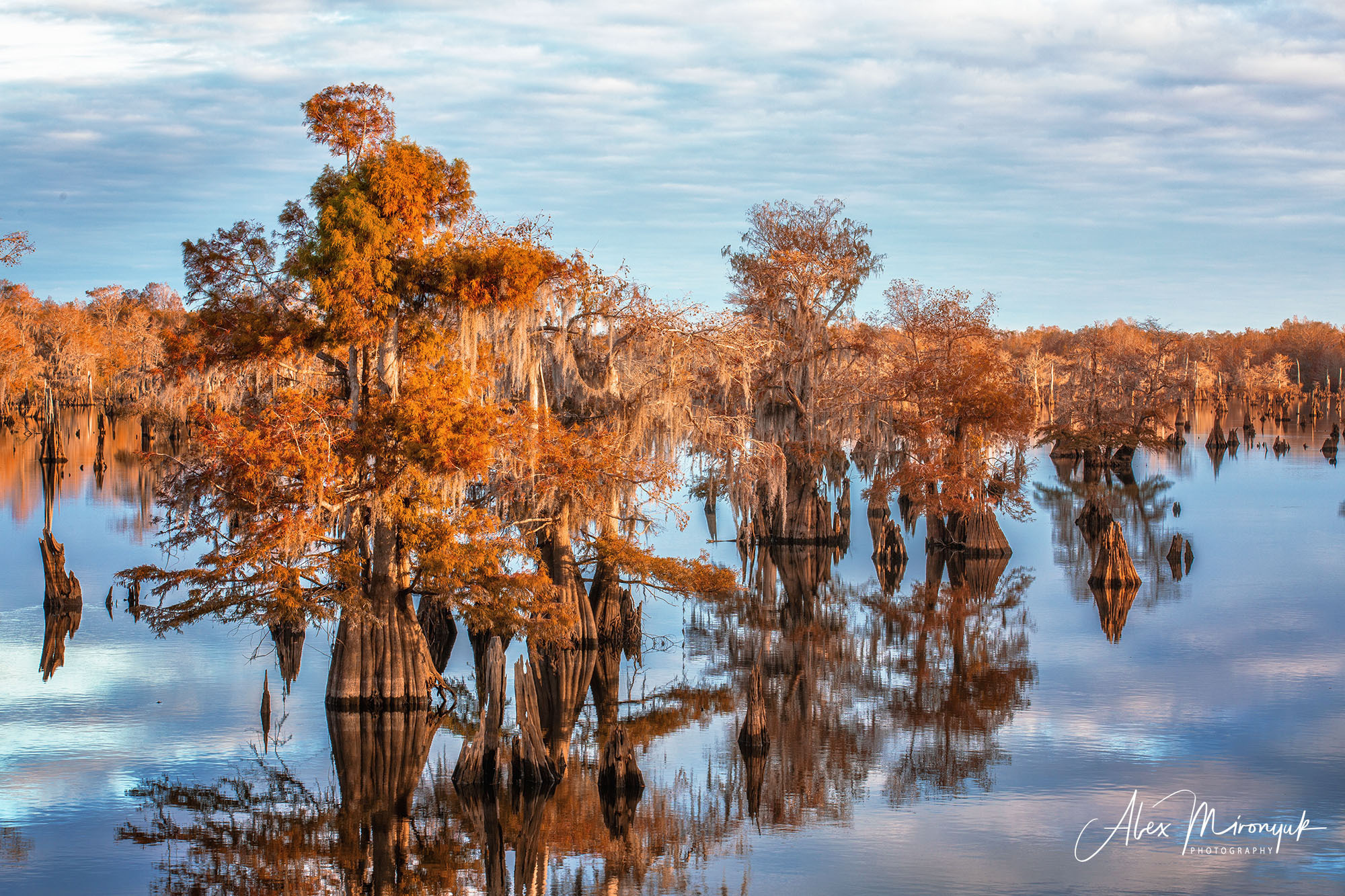 North Florida Cypress Swamps. Alex Mironyuk Photography