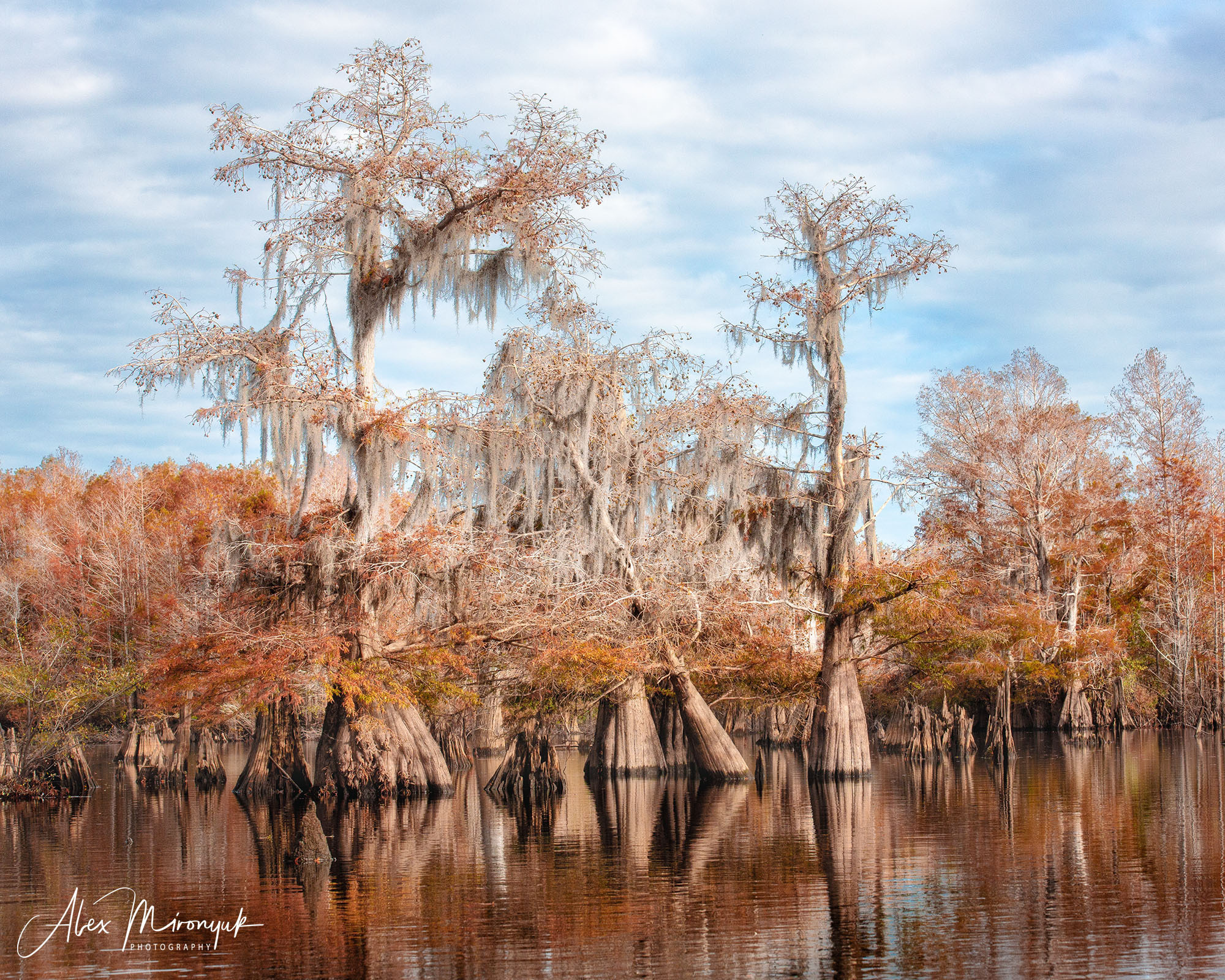 North Florida Cypress Swamps. Alex Mironyuk Photography
