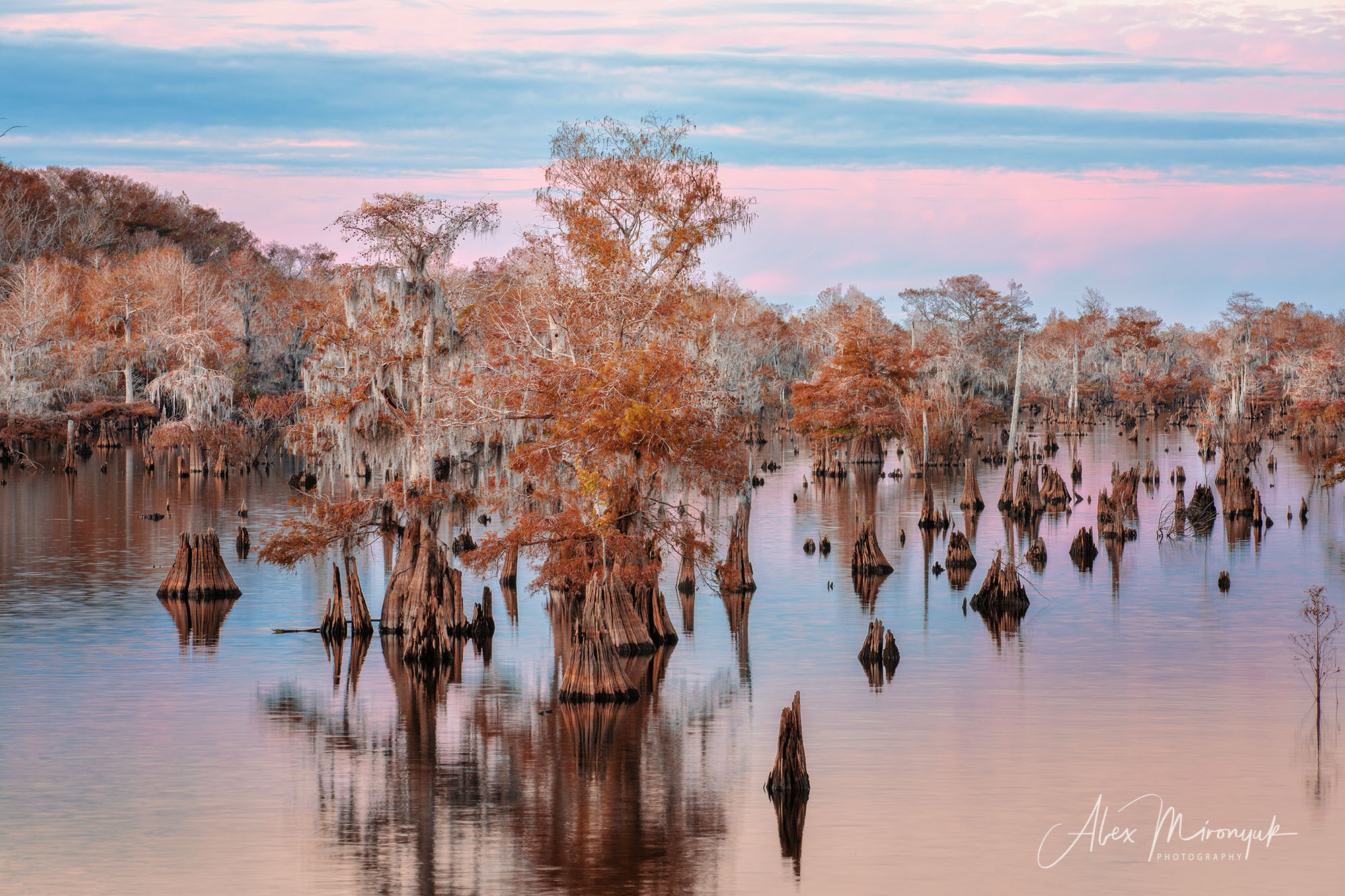 North Florida Cypress Swamps. Alex Mironyuk Photography