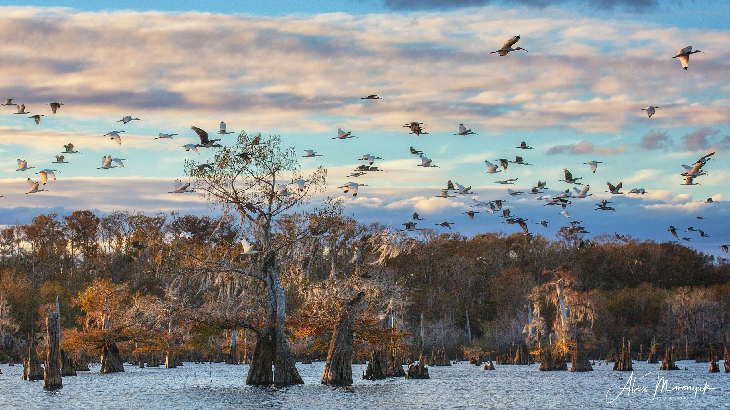 North Florida Cypress Swamps. Alex Mironyuk Photography
