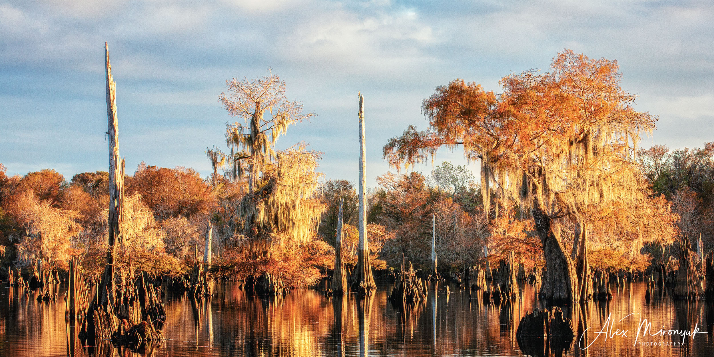 North Florida Cypress Swamps. Alex Mironyuk Photography