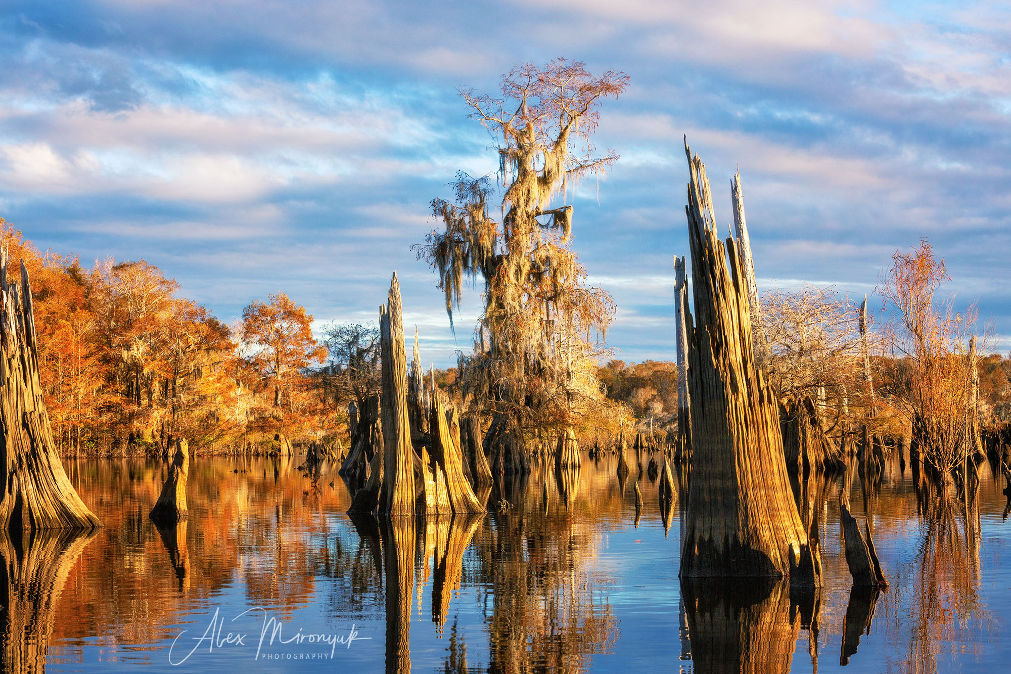 North Florida Cypress Swamps. Alex Mironyuk Photography