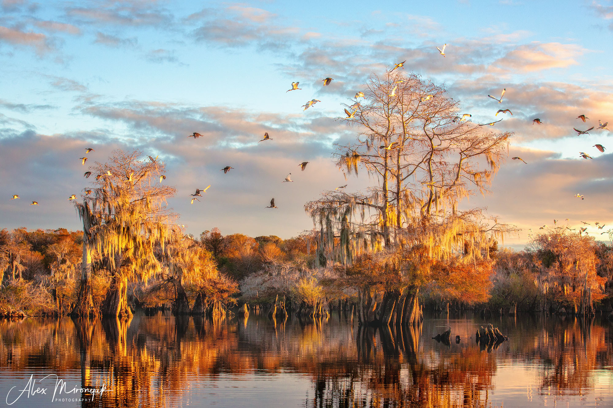 North Florida Cypress Swamps. Alex Mironyuk Photography
