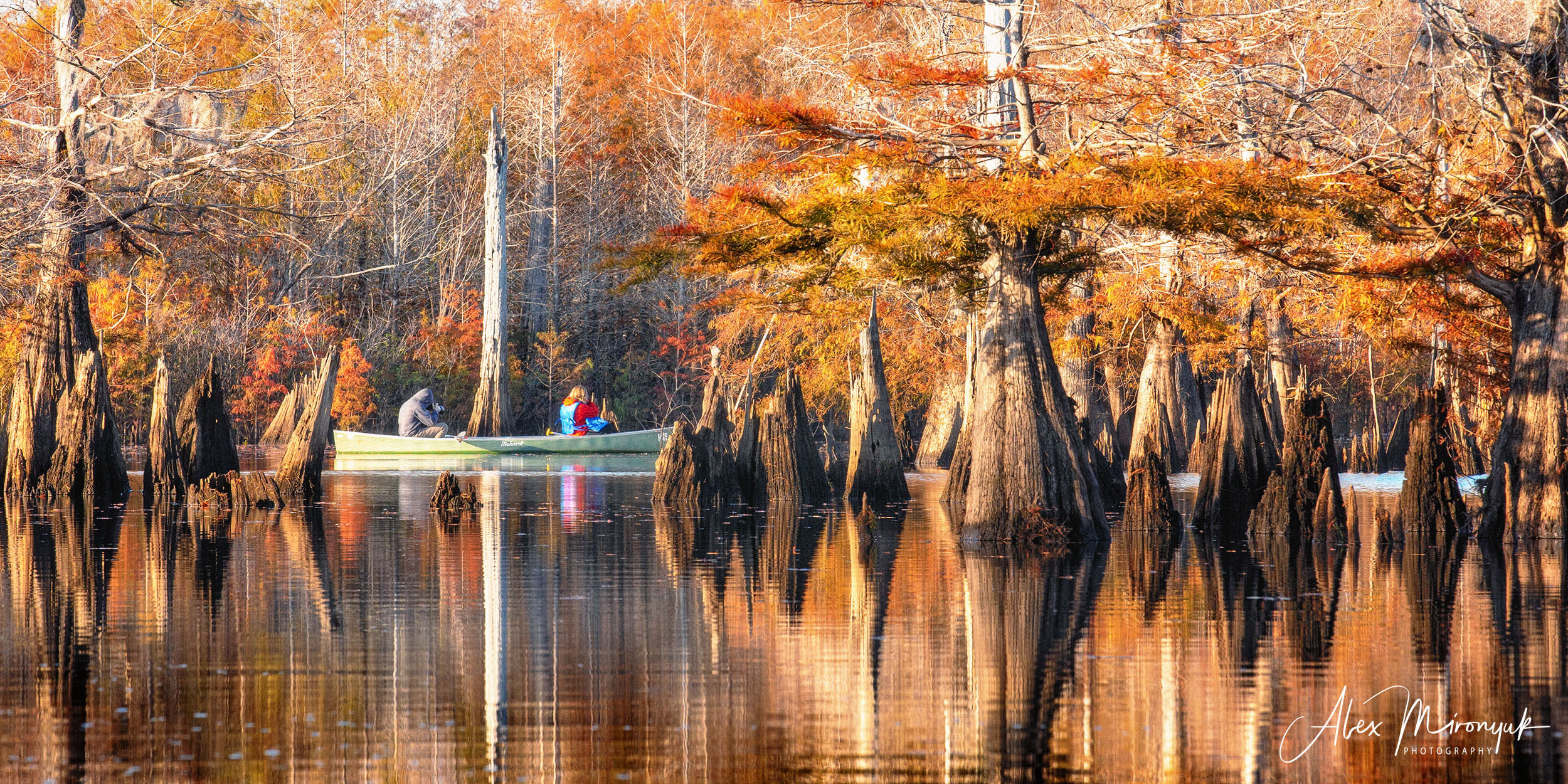 North Florida Cypress Swamps. Alex Mironyuk Photography