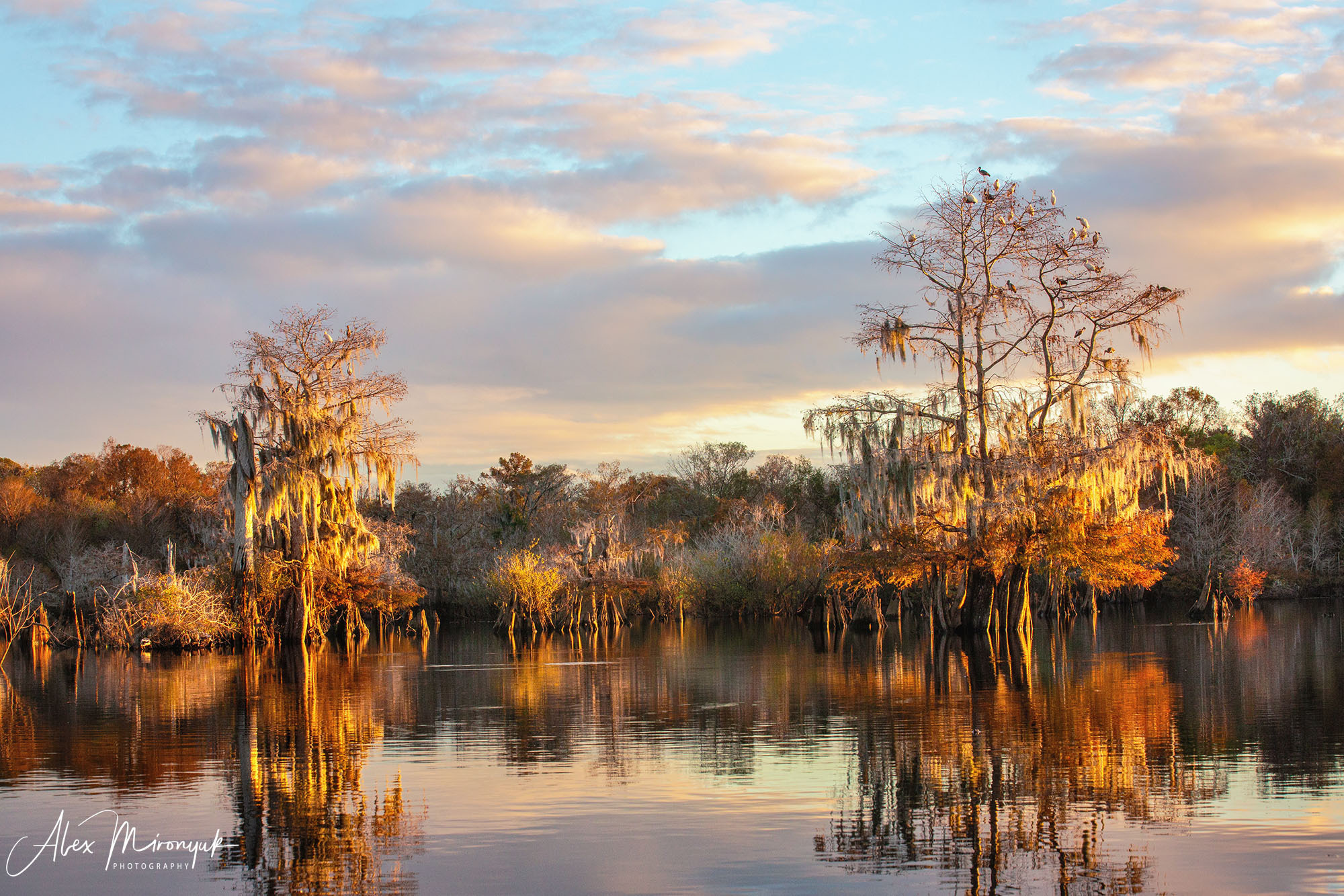 North Florida Cypress Swamps. Alex Mironyuk Photography