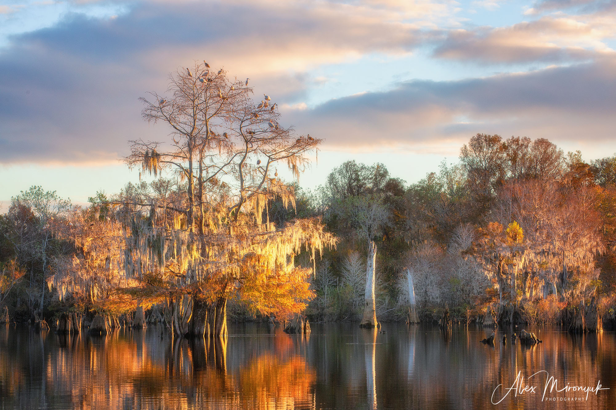 North Florida Cypress Swamps. Alex Mironyuk Photography