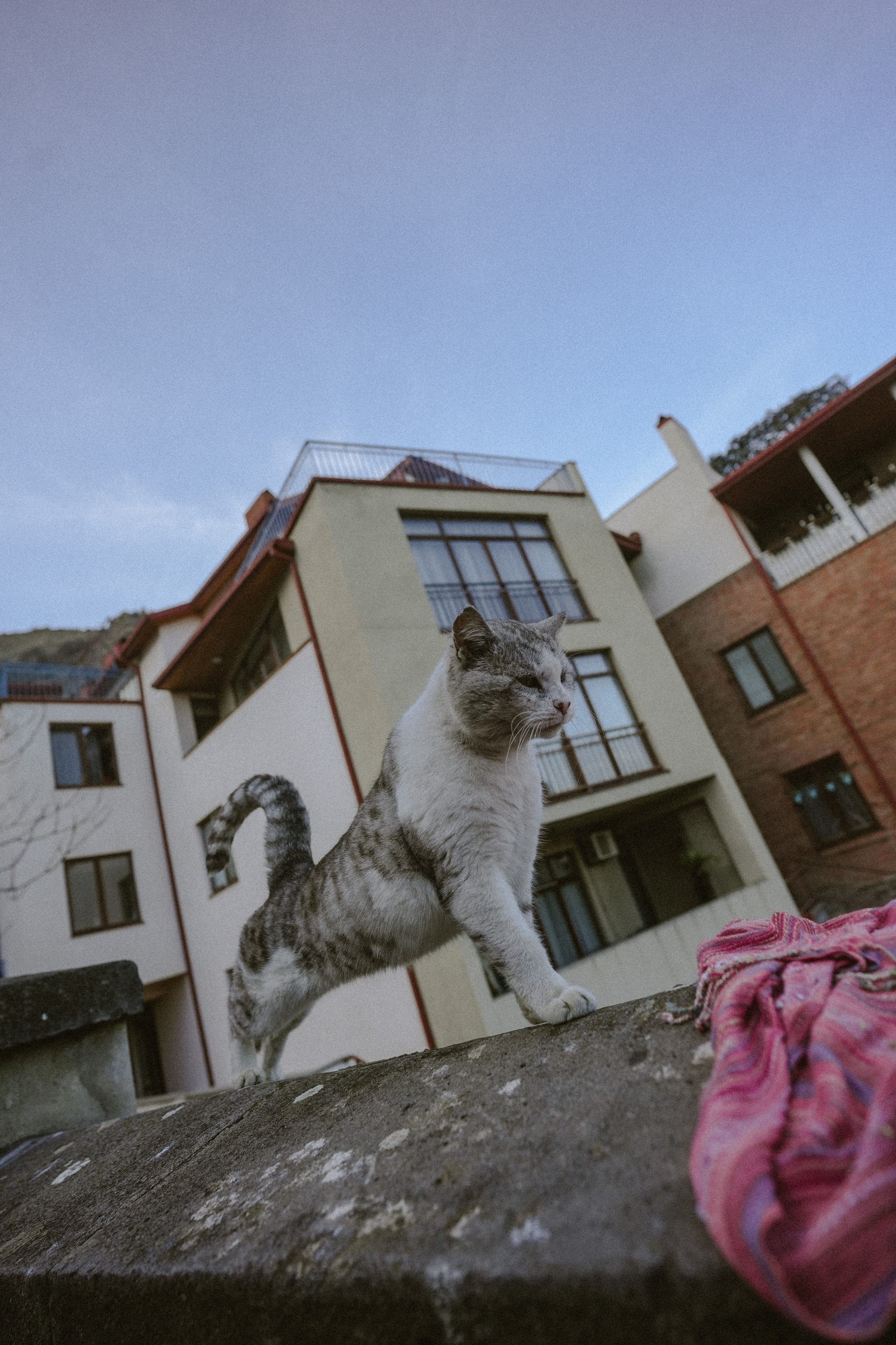 Кот шпедингера. Стрит-фотография, полная абсурда, идиотизма и красоты