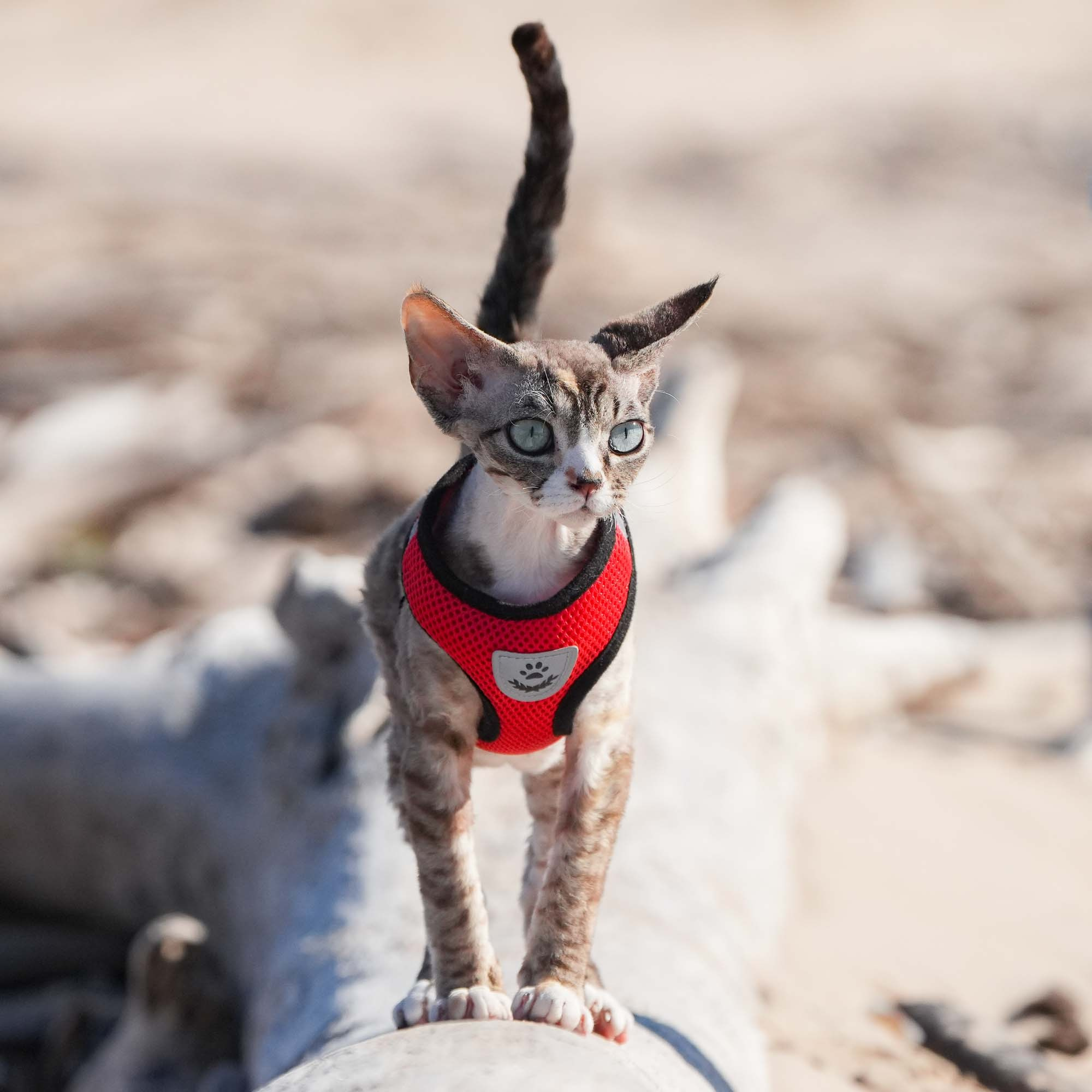 Kasia,  girl, born 07.02.2025. Devon Rex Pixie Cattery