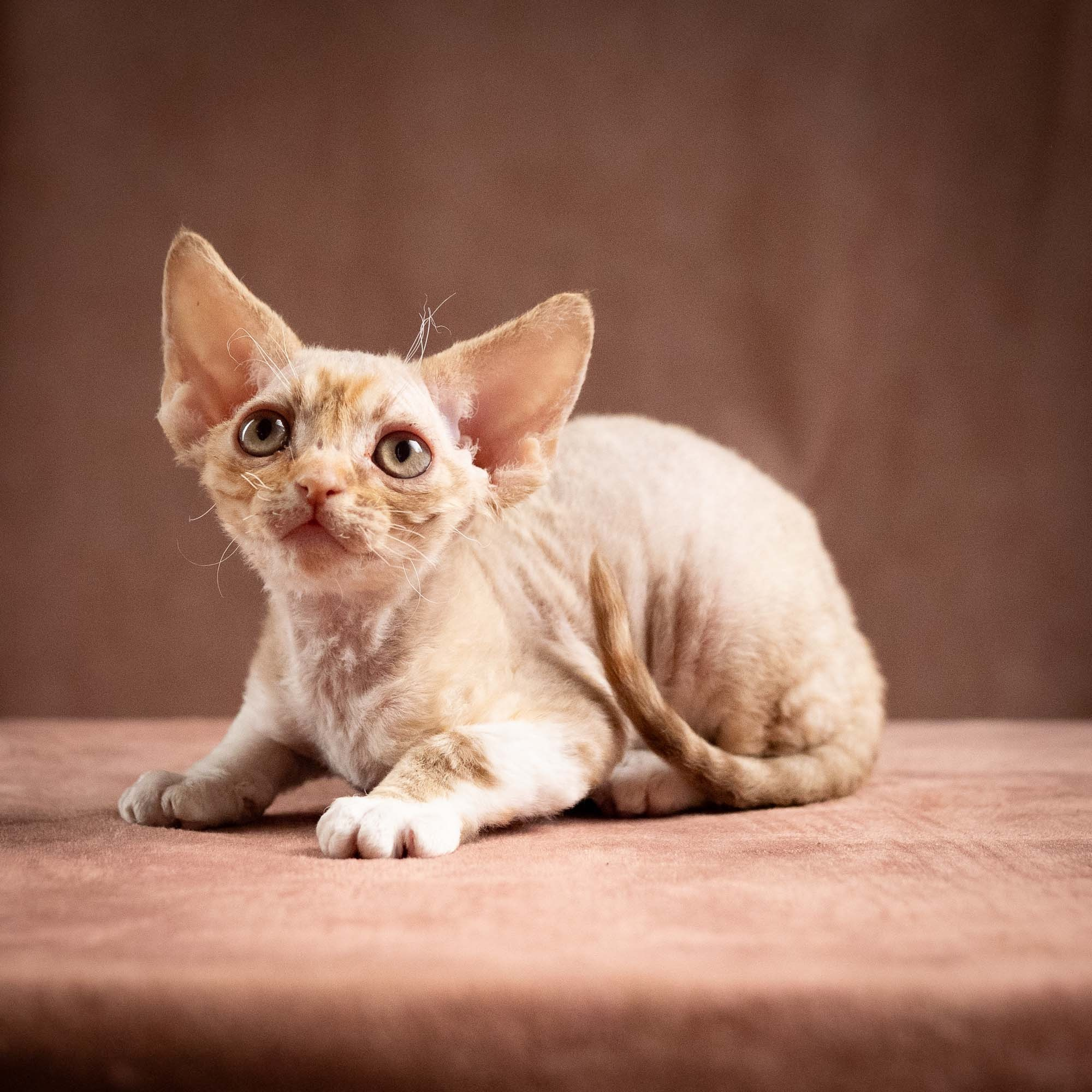 Ophelia, girl, born 02.08.26. Devon Rex Pixie Cattery