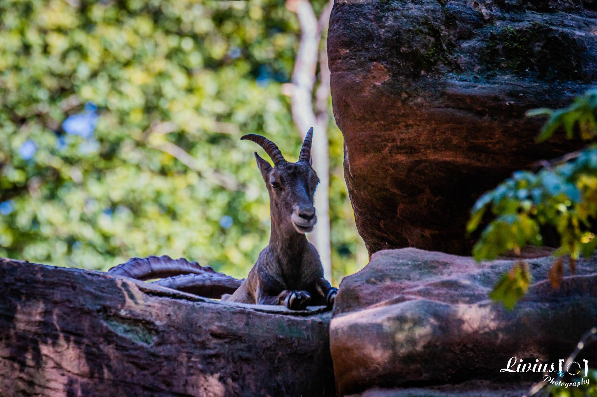 Tierpark Nürnberg. FOTO KREATIV