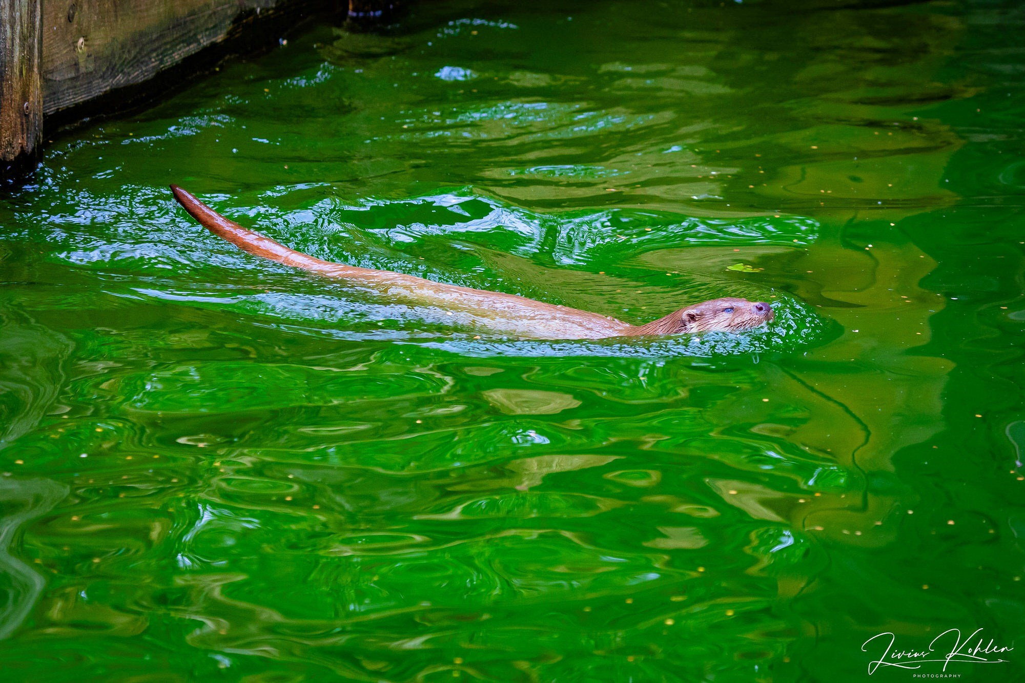 Wildpark Bad Mergentheim. FOTO KREATIV