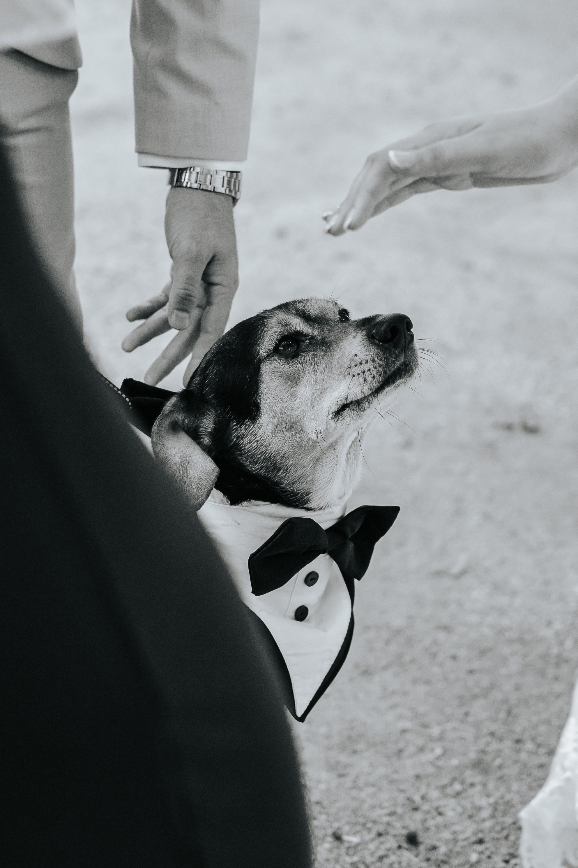 Marta+Adria, 27.09.2025, Can Caballe. Wedding photographer in Catalonia