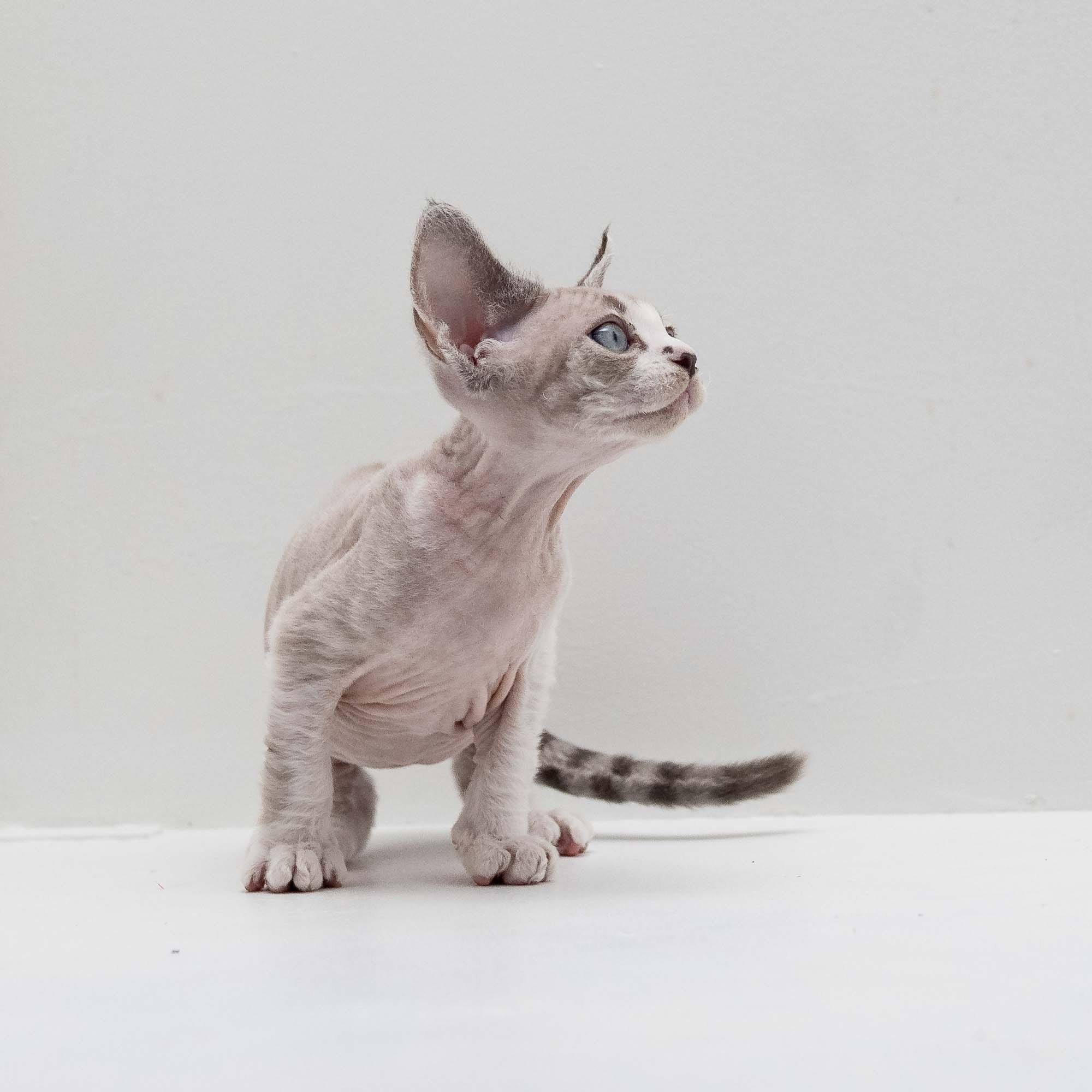 Frank, boy, born on 01.01.25. Devon Rex Pixie Cattery
