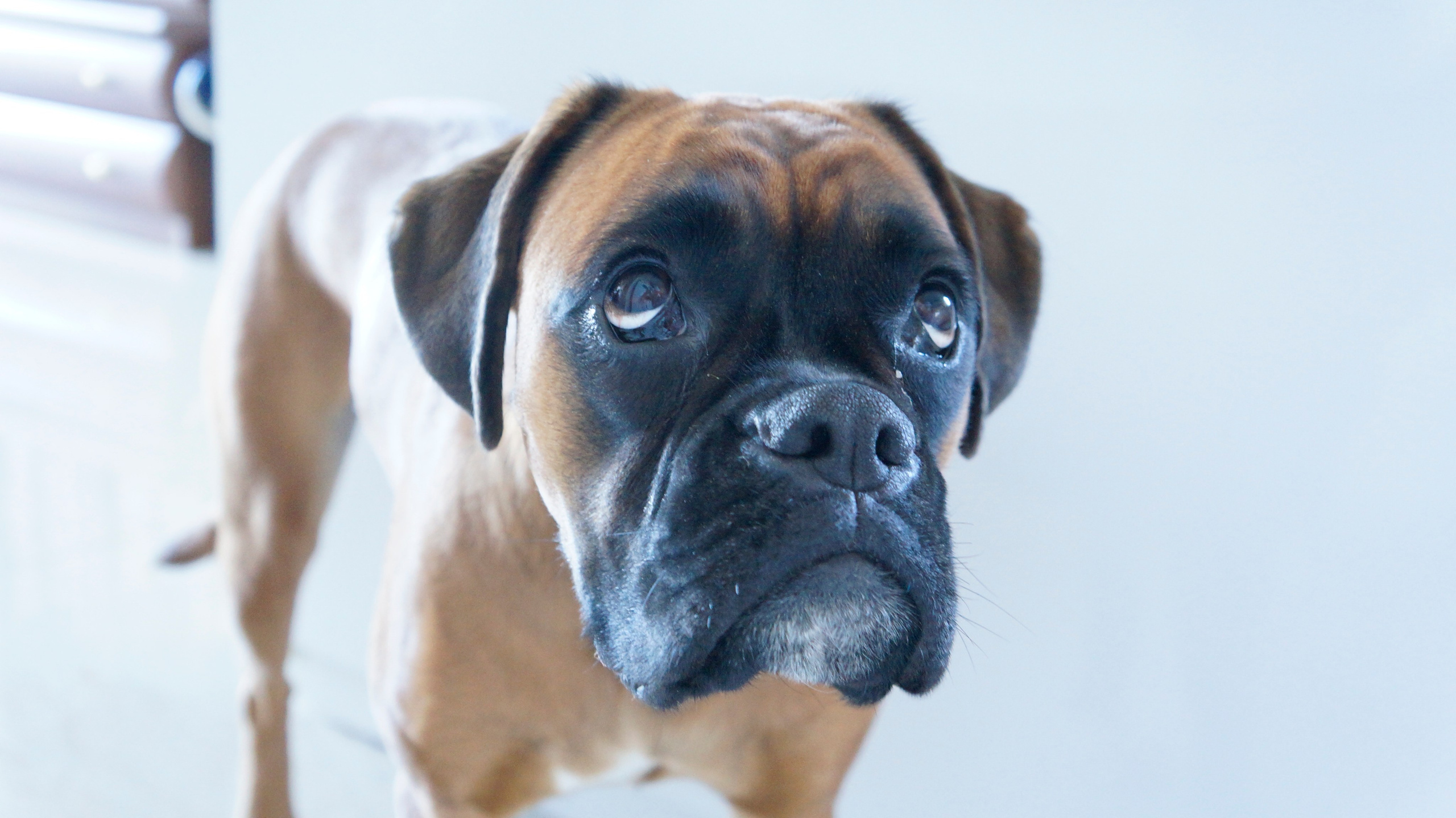 My ״Star״ Boxer Dog