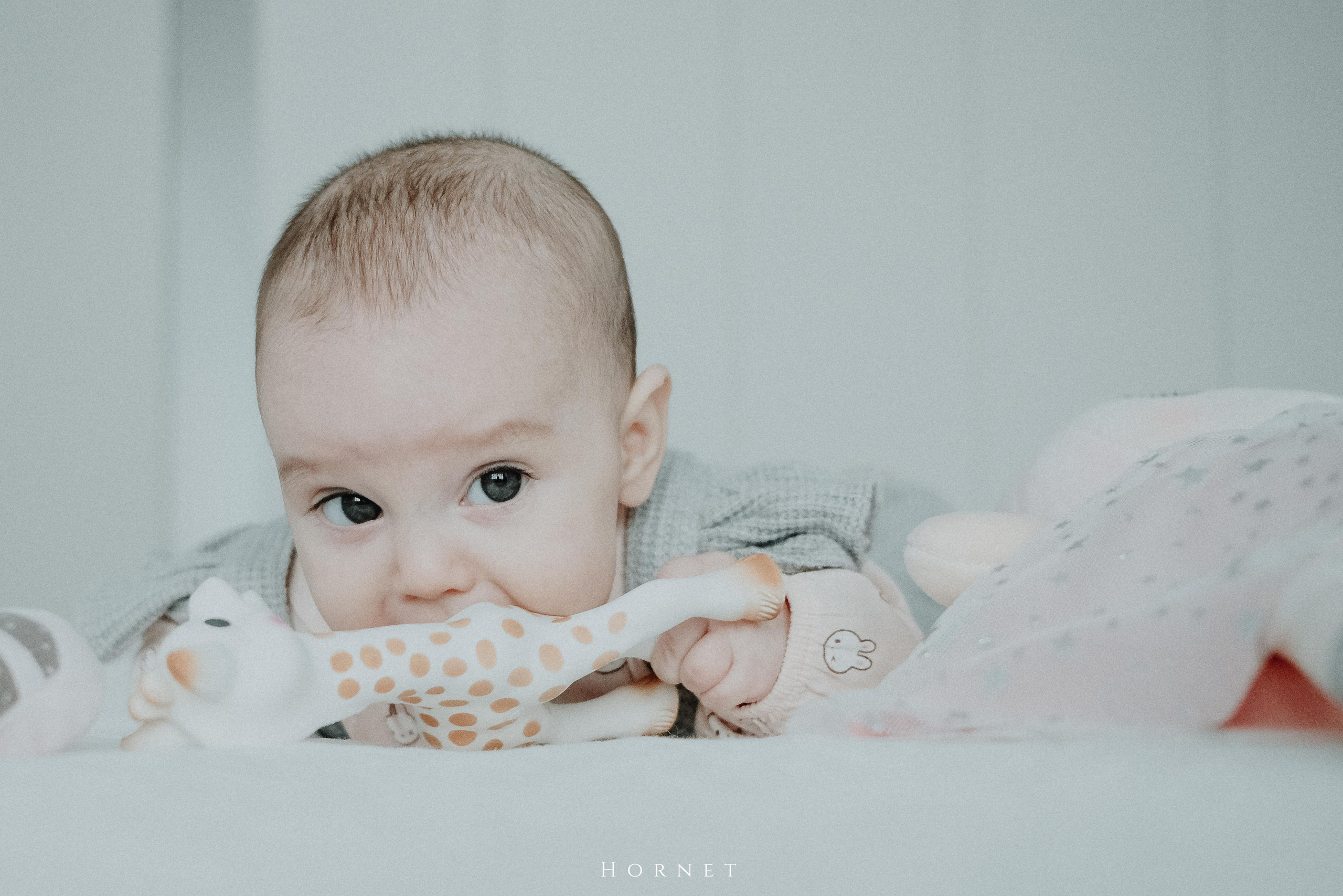 Amelia. Hornetart