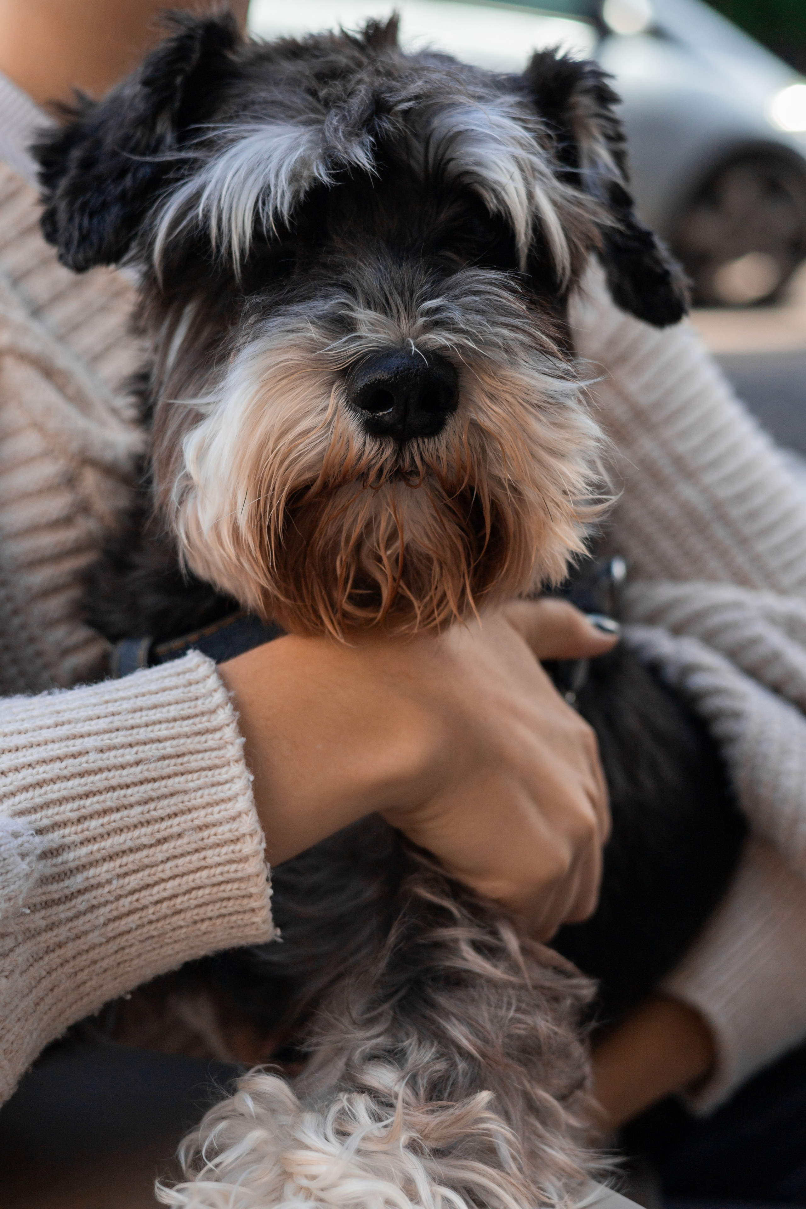 Алёна и Джерри. Фотограф-анималист | Белград