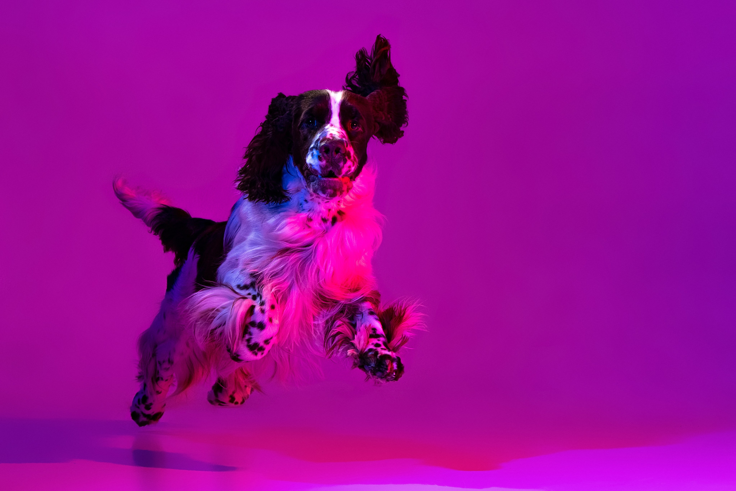 portrait of an English Springer Spaniel