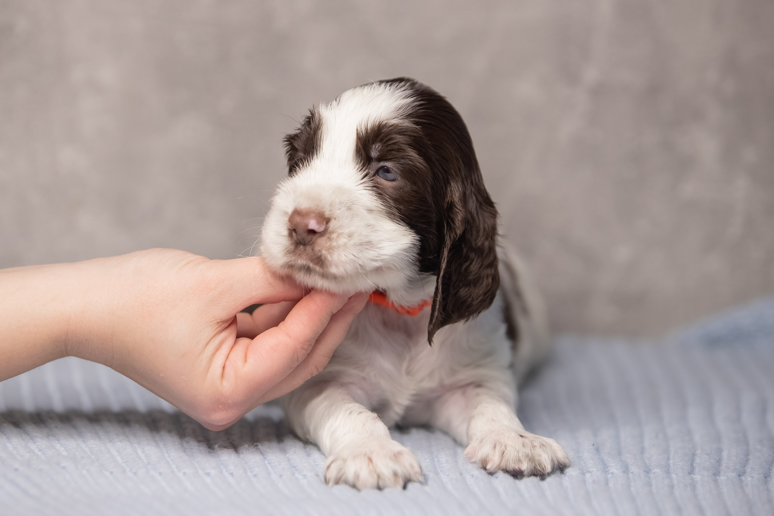 Male — Orange collar 🧡. Website of the titled stud dog of the Springer Spaniel breed