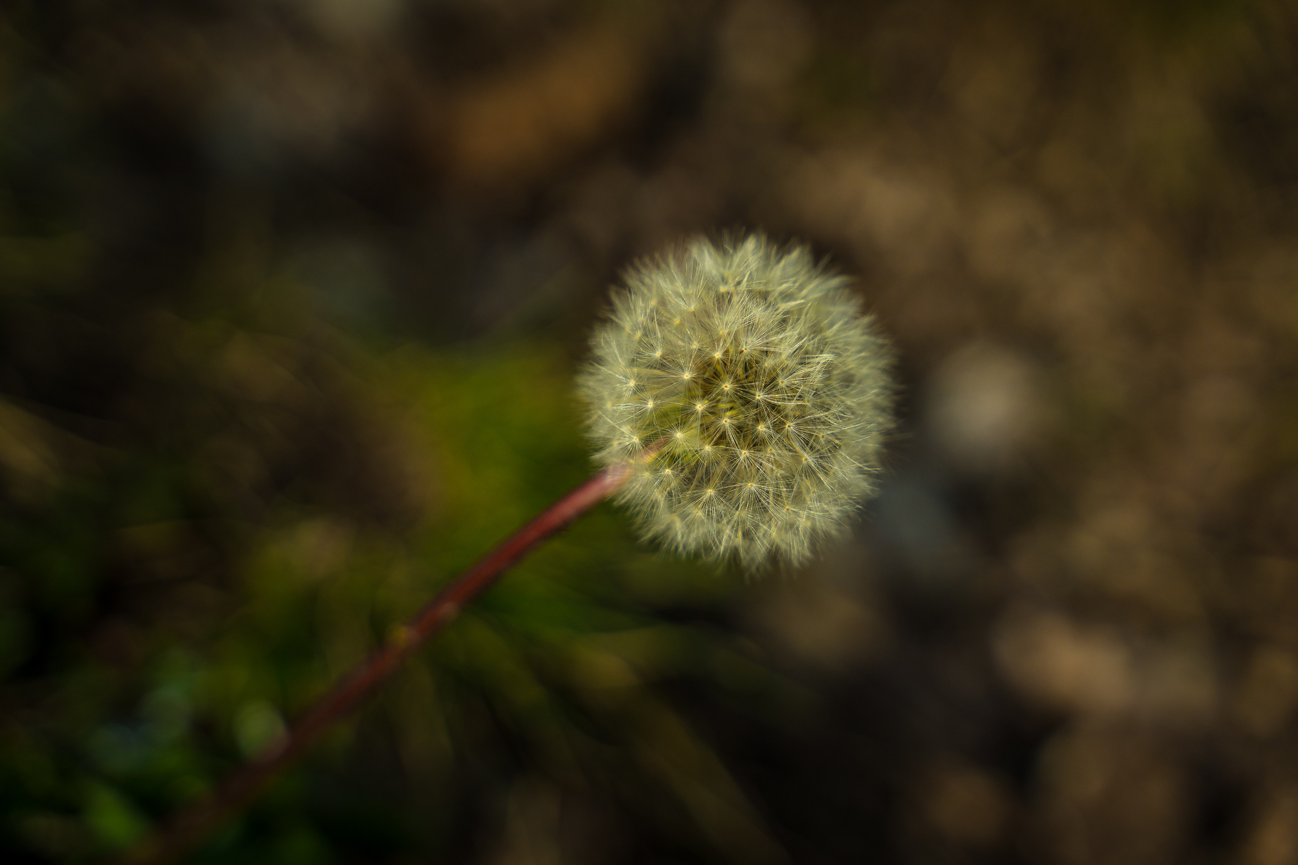 Roxana & Bogdan — Wedding. Marius Doban